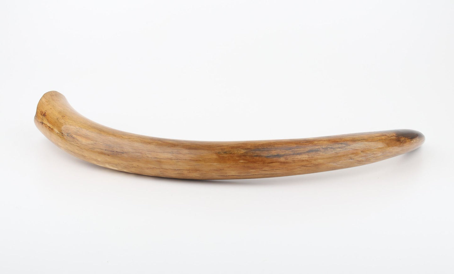 Restored woolly mammoth tusk