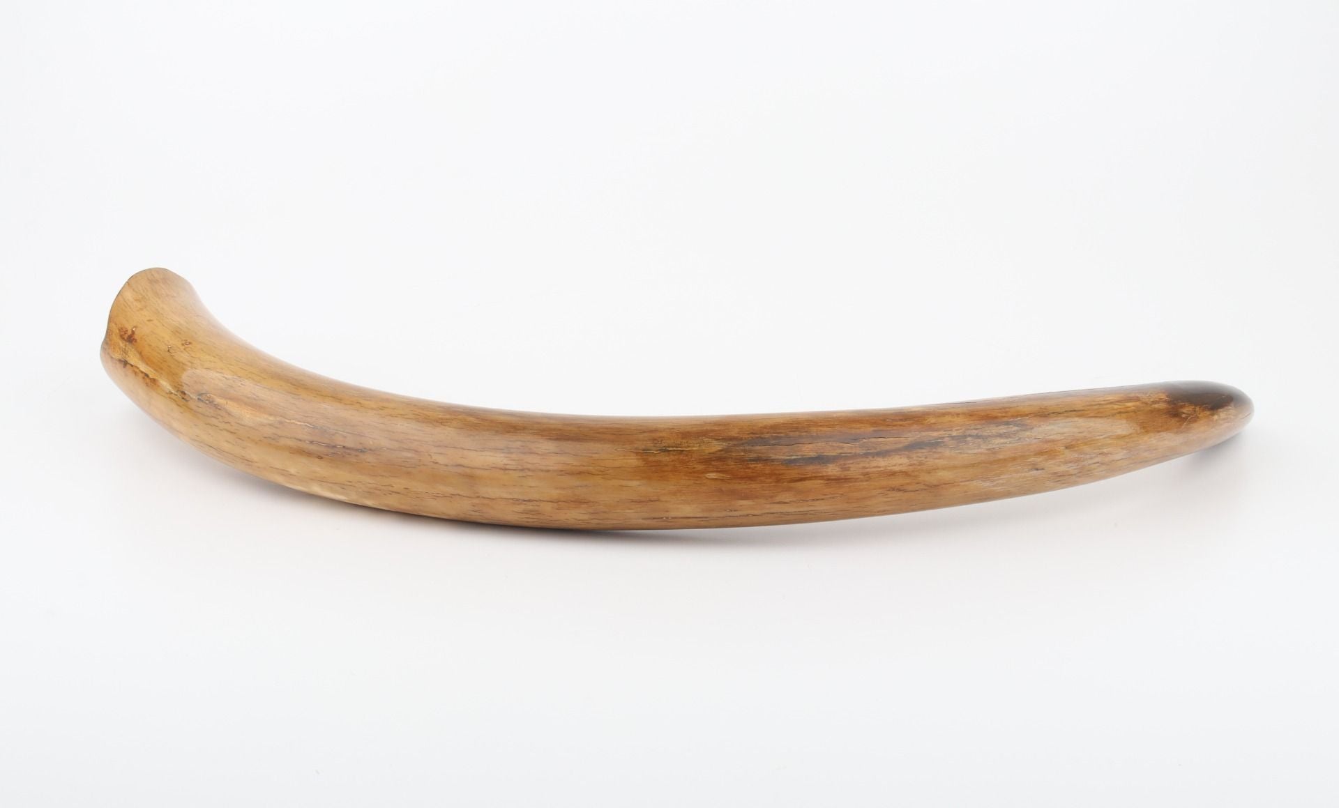 Restored woolly mammoth tusk