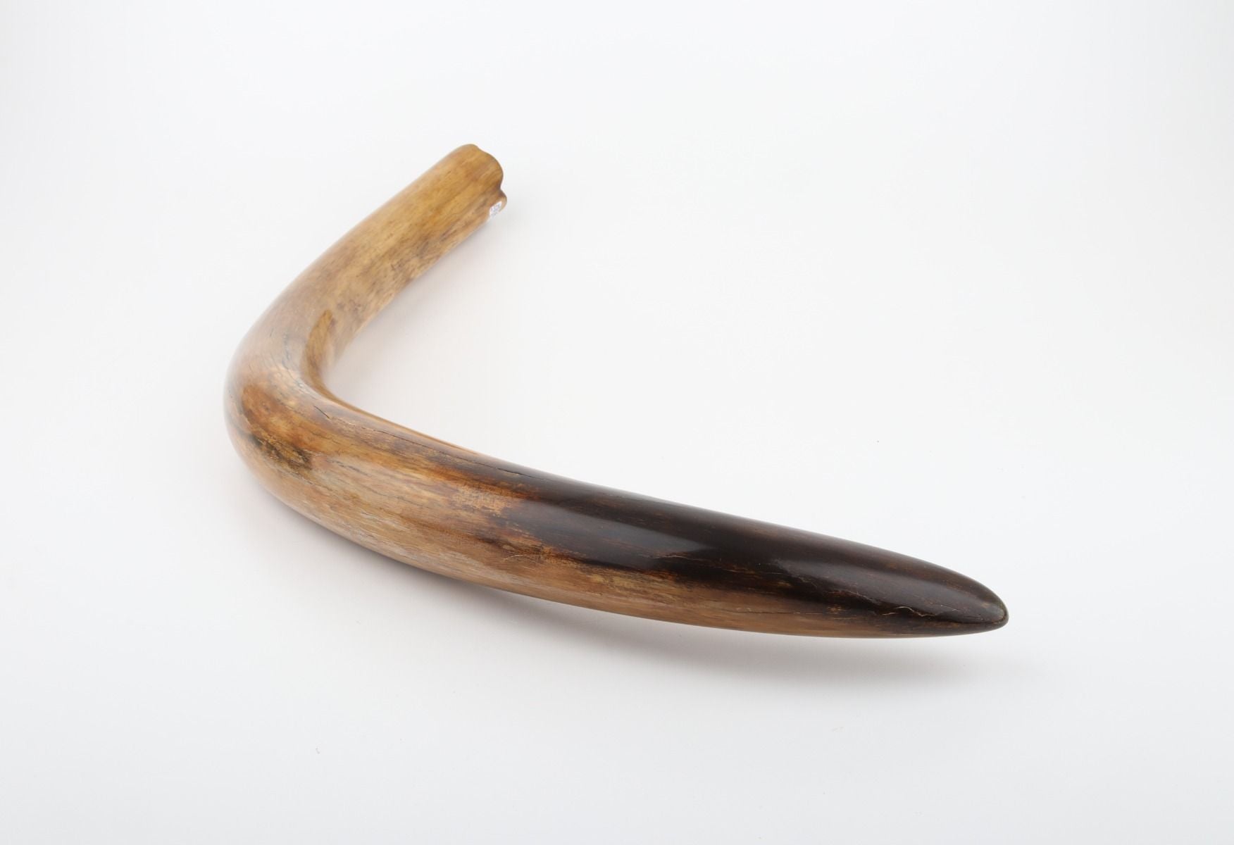 Restored woolly mammoth tusk