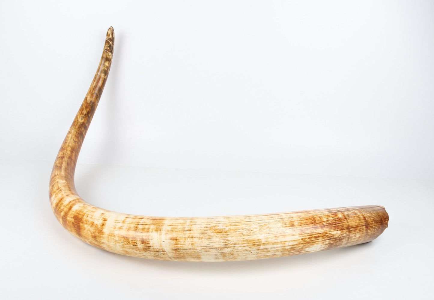 Natural woolly mammoth tusk