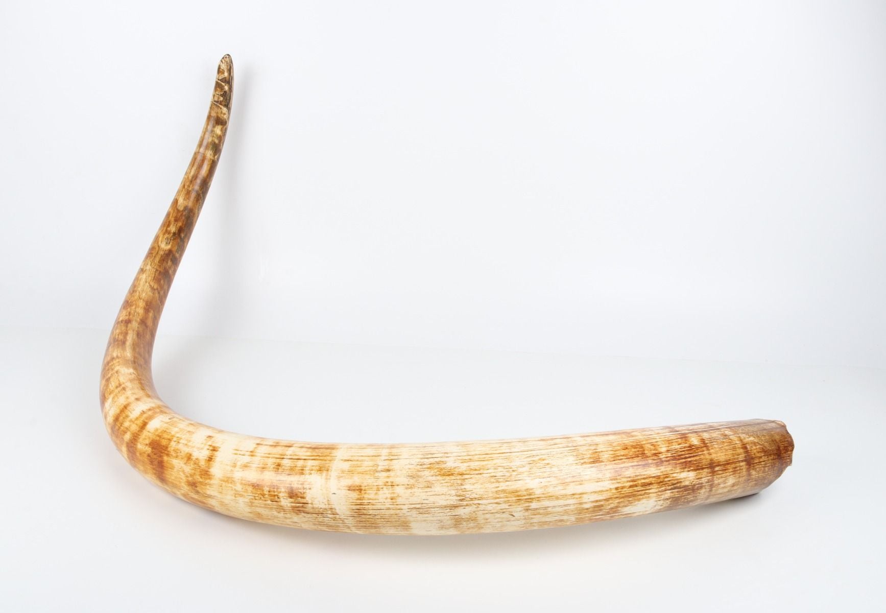 Natural woolly mammoth tusk