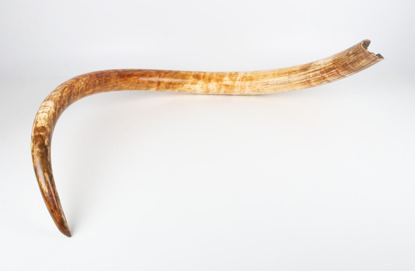 Natural woolly mammoth tusk
