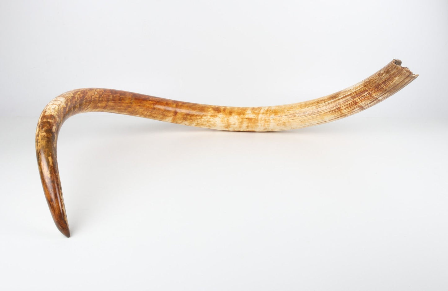 Natural woolly mammoth tusk