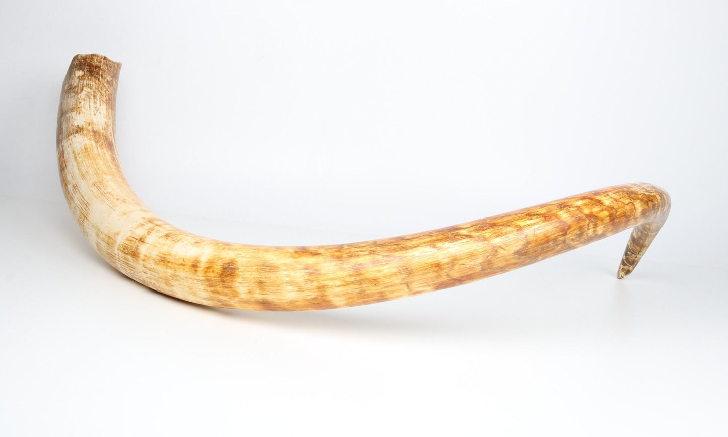 Natural woolly mammoth tusk