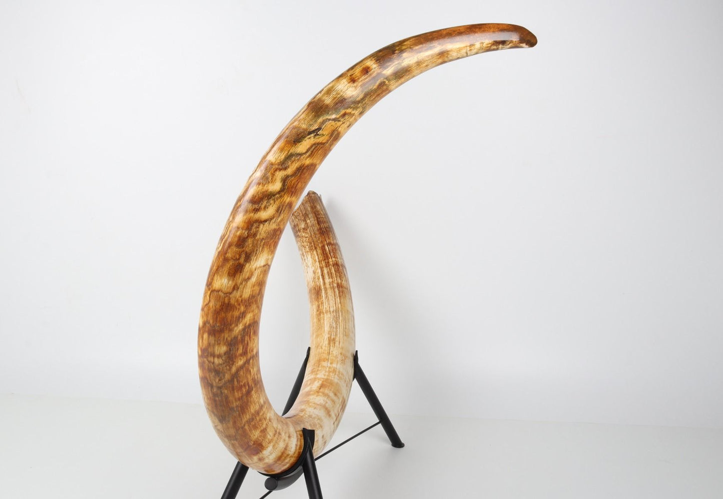 Natural woolly mammoth tusk
