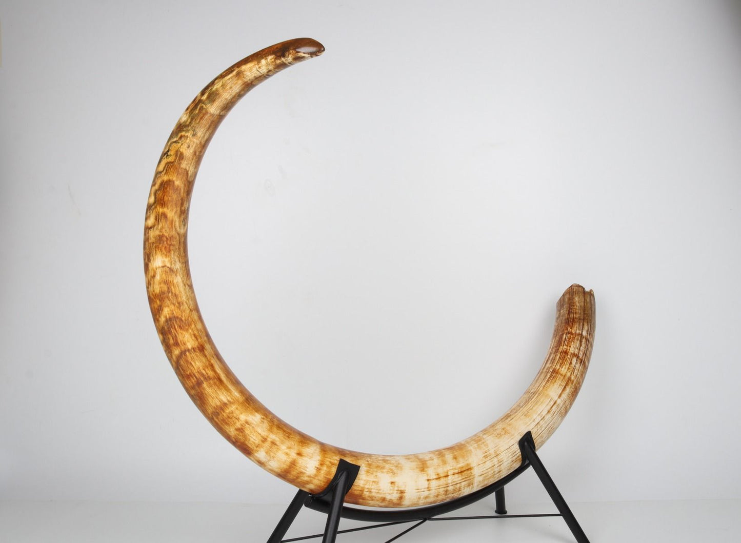 Natural woolly mammoth tusk