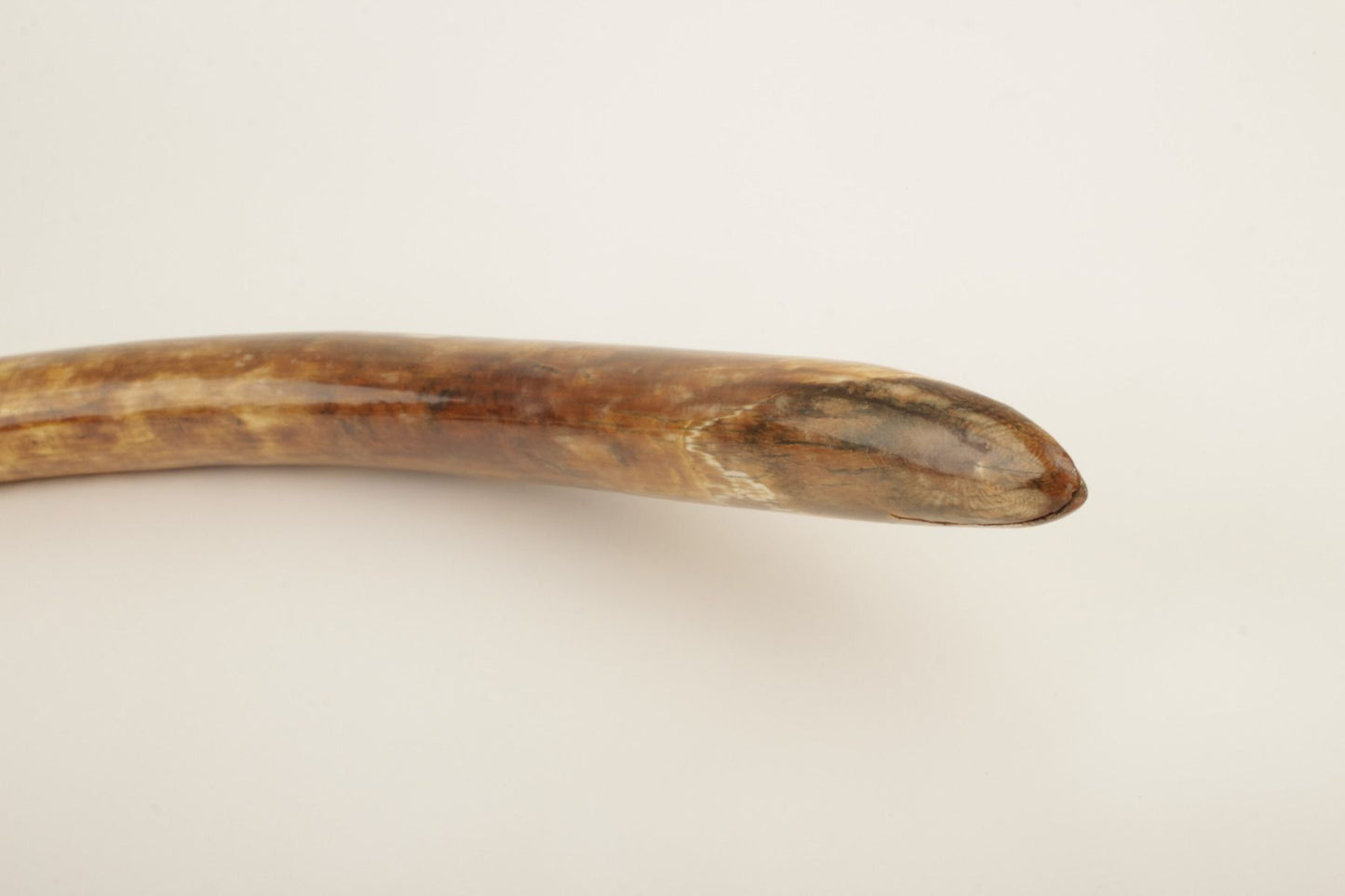 Natural woolly mammoth tusk