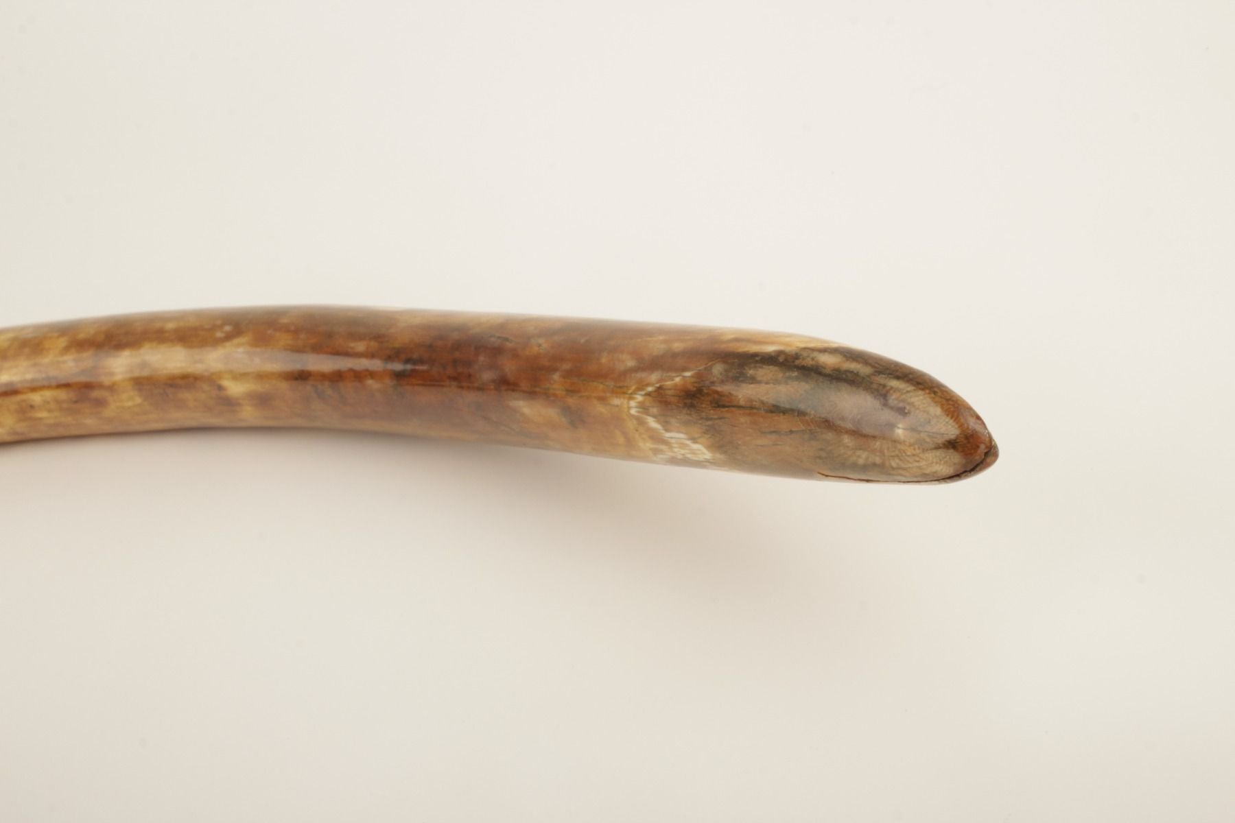 Natural woolly mammoth tusk