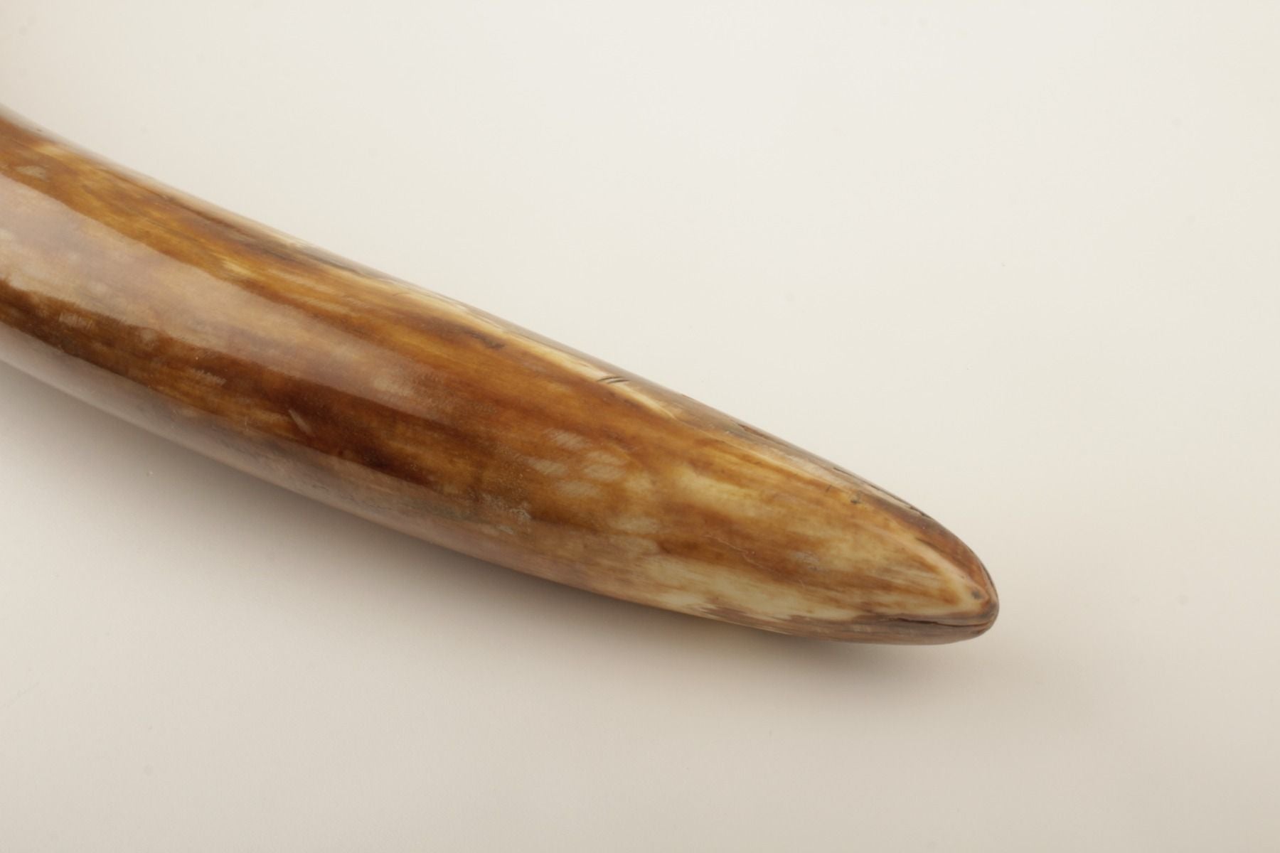 Natural woolly mammoth tusk