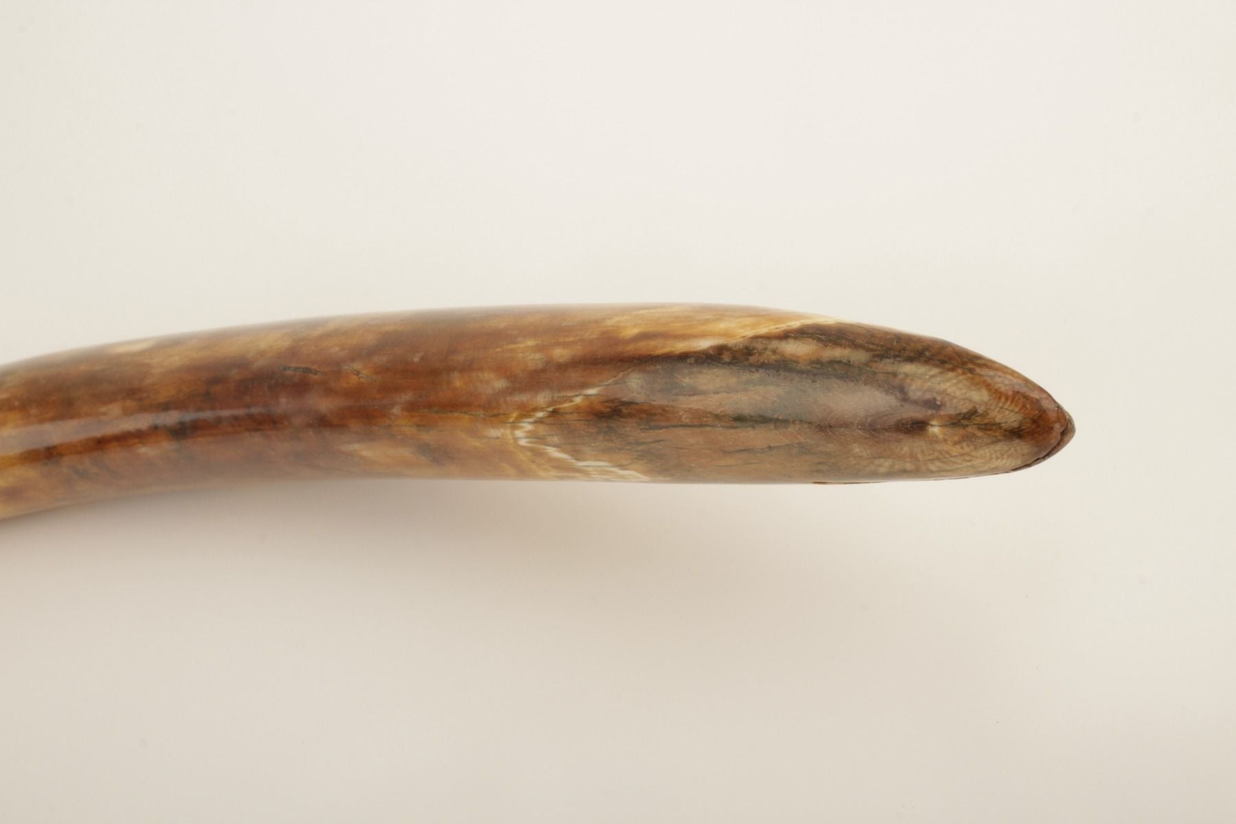 Natural woolly mammoth tusk