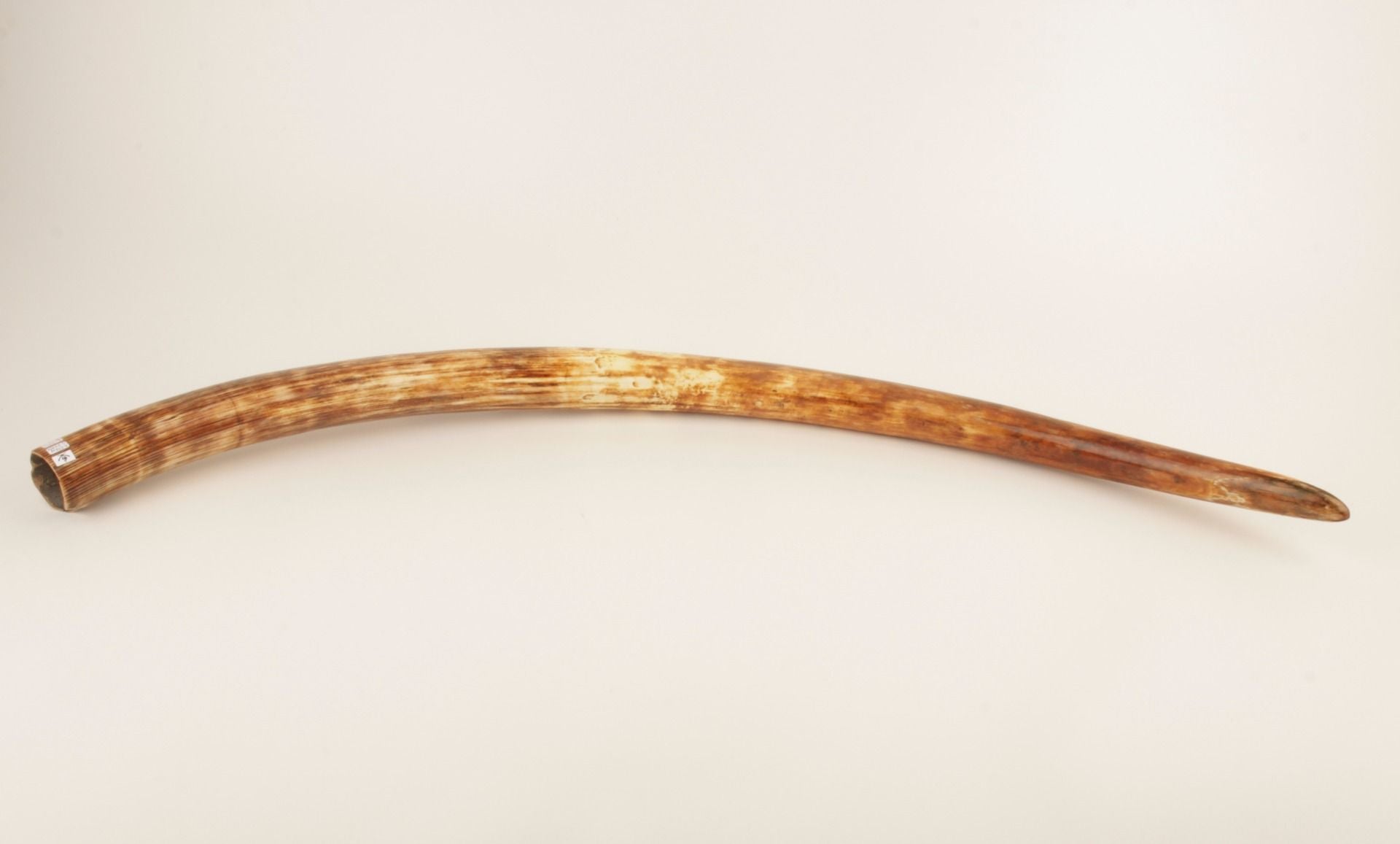 Natural woolly mammoth tusk
