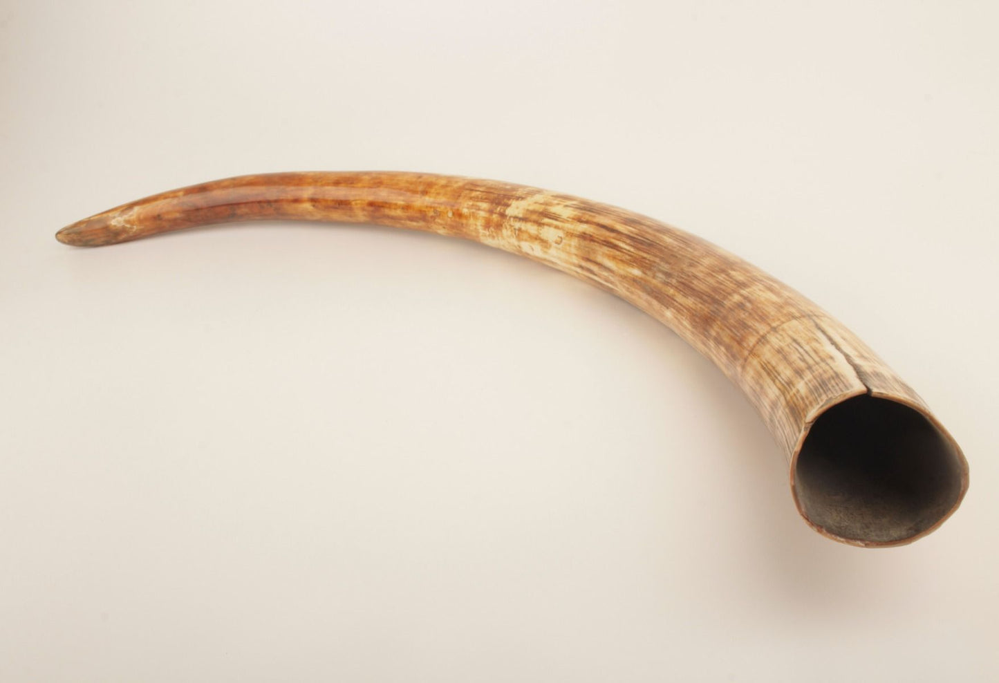 Natural woolly mammoth tusk