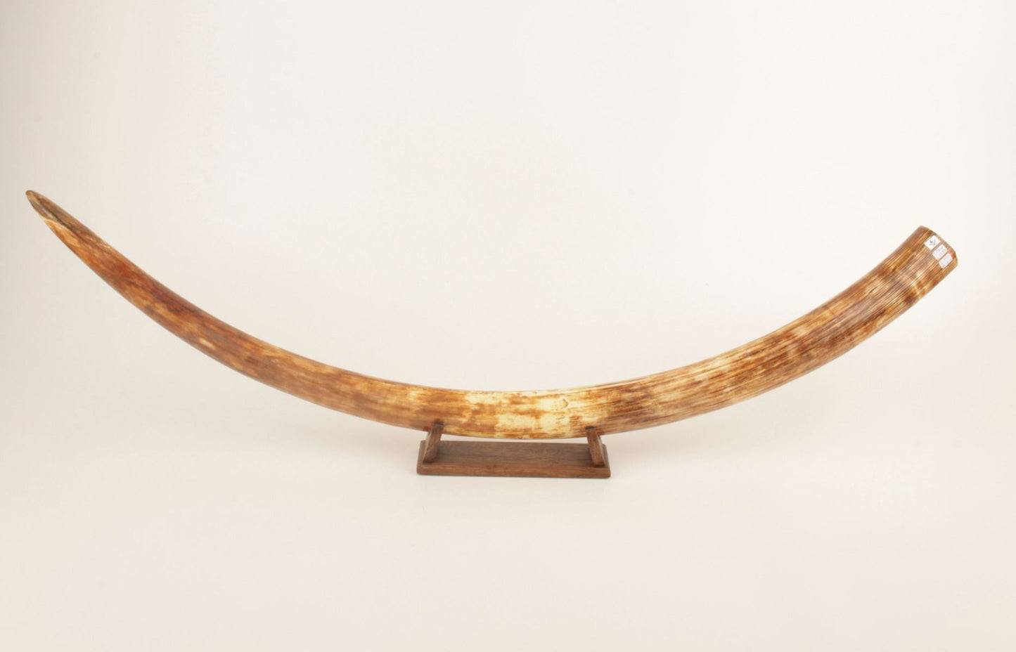 Natural woolly mammoth tusk
