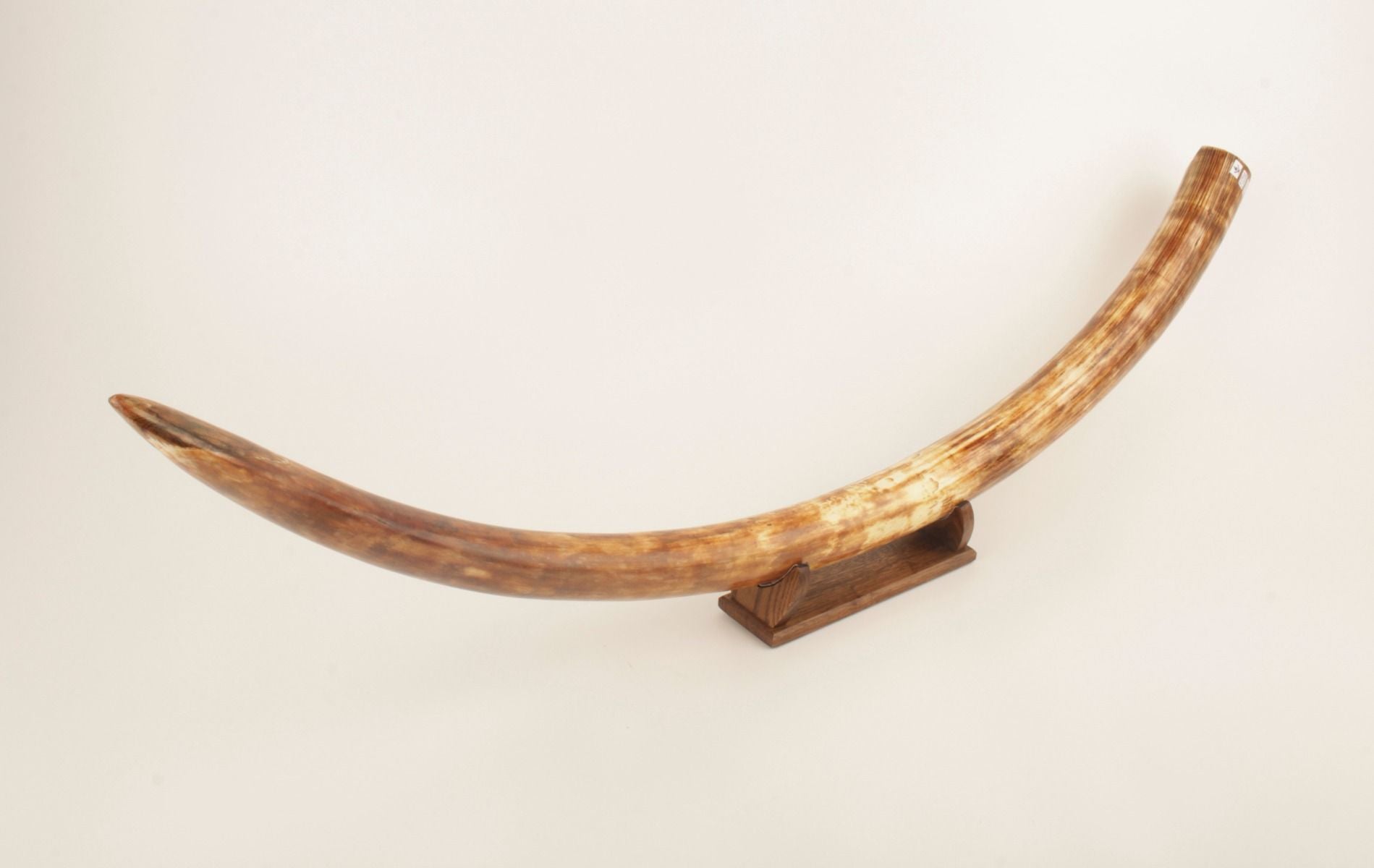 Natural woolly mammoth tusk