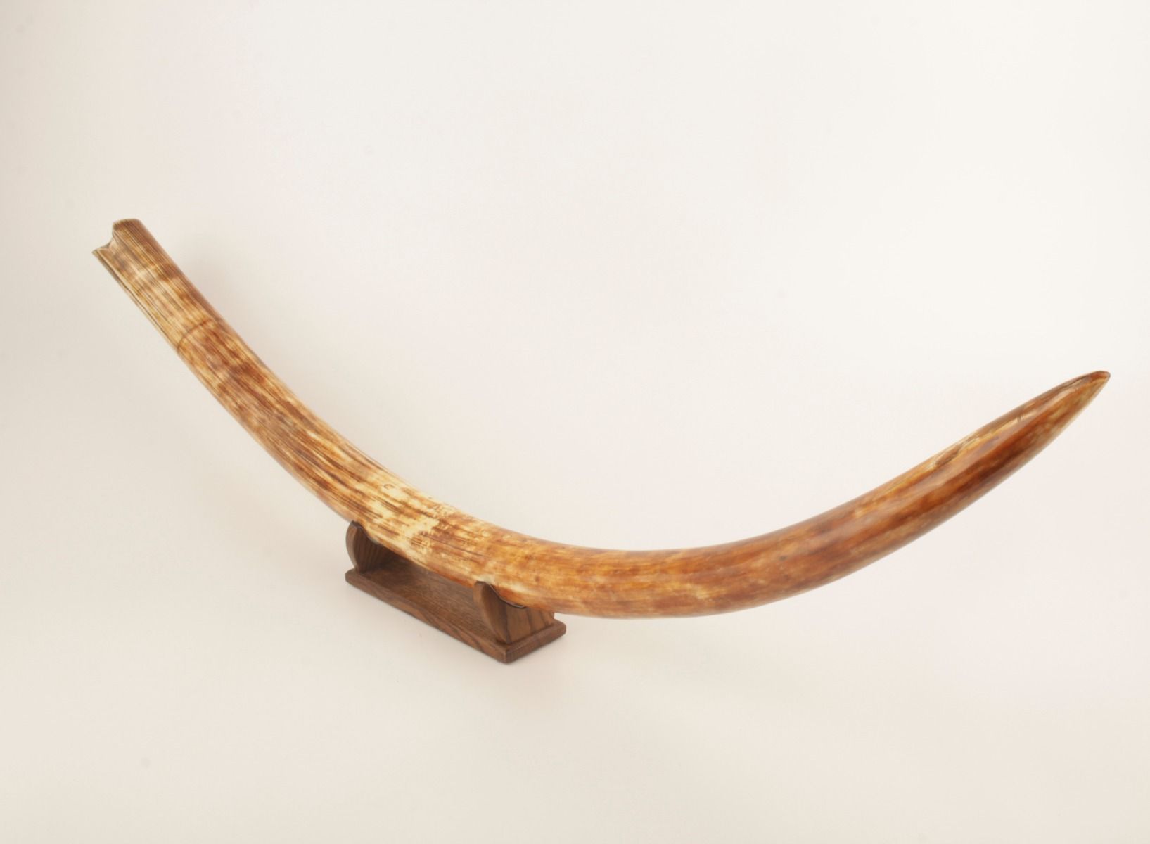 Natural woolly mammoth tusk