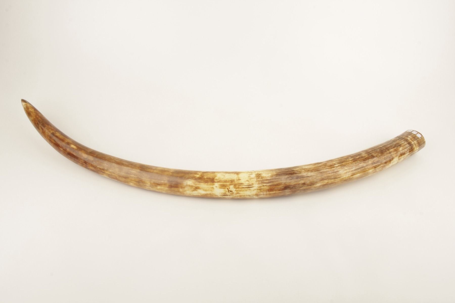 Natural woolly mammoth tusk