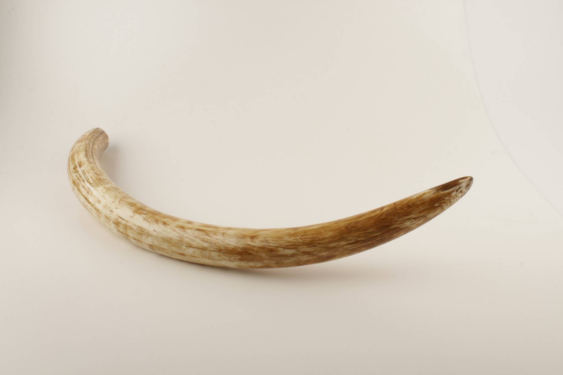 Natural woolly mammoth tusk