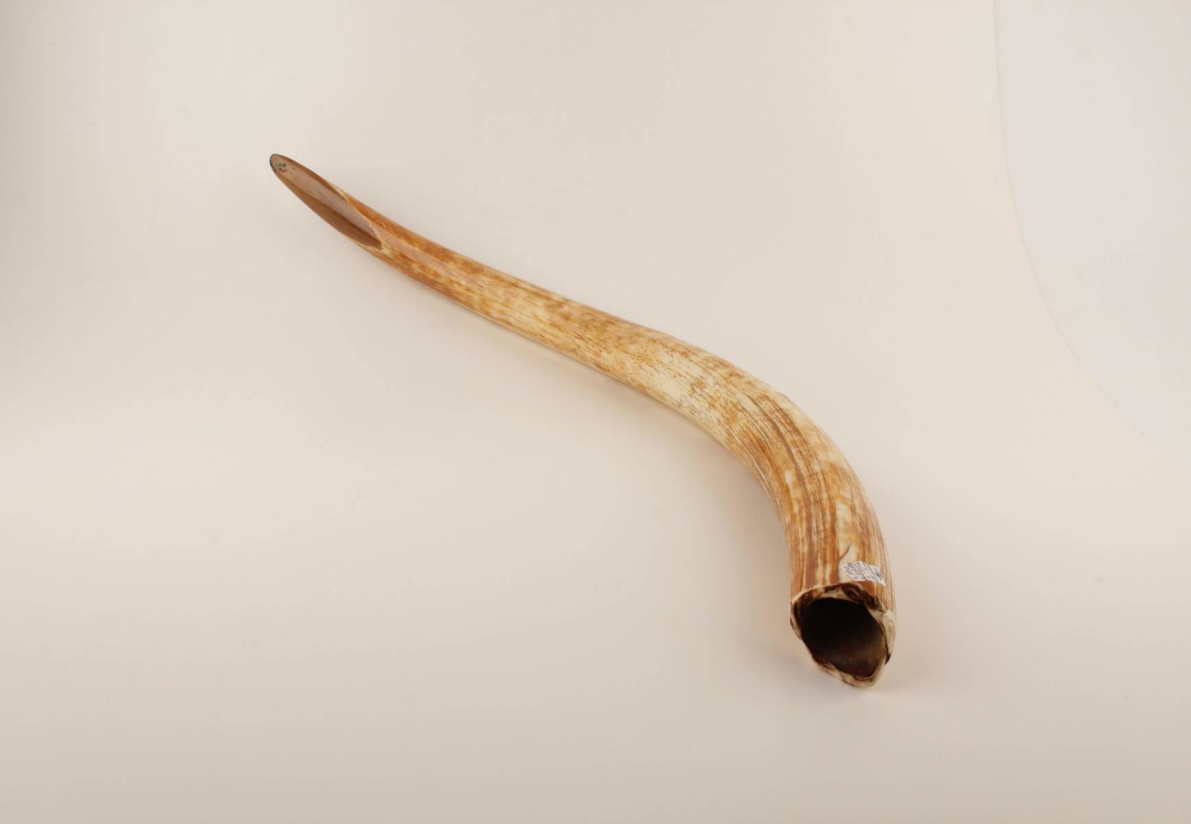 Natural woolly mammoth tusk