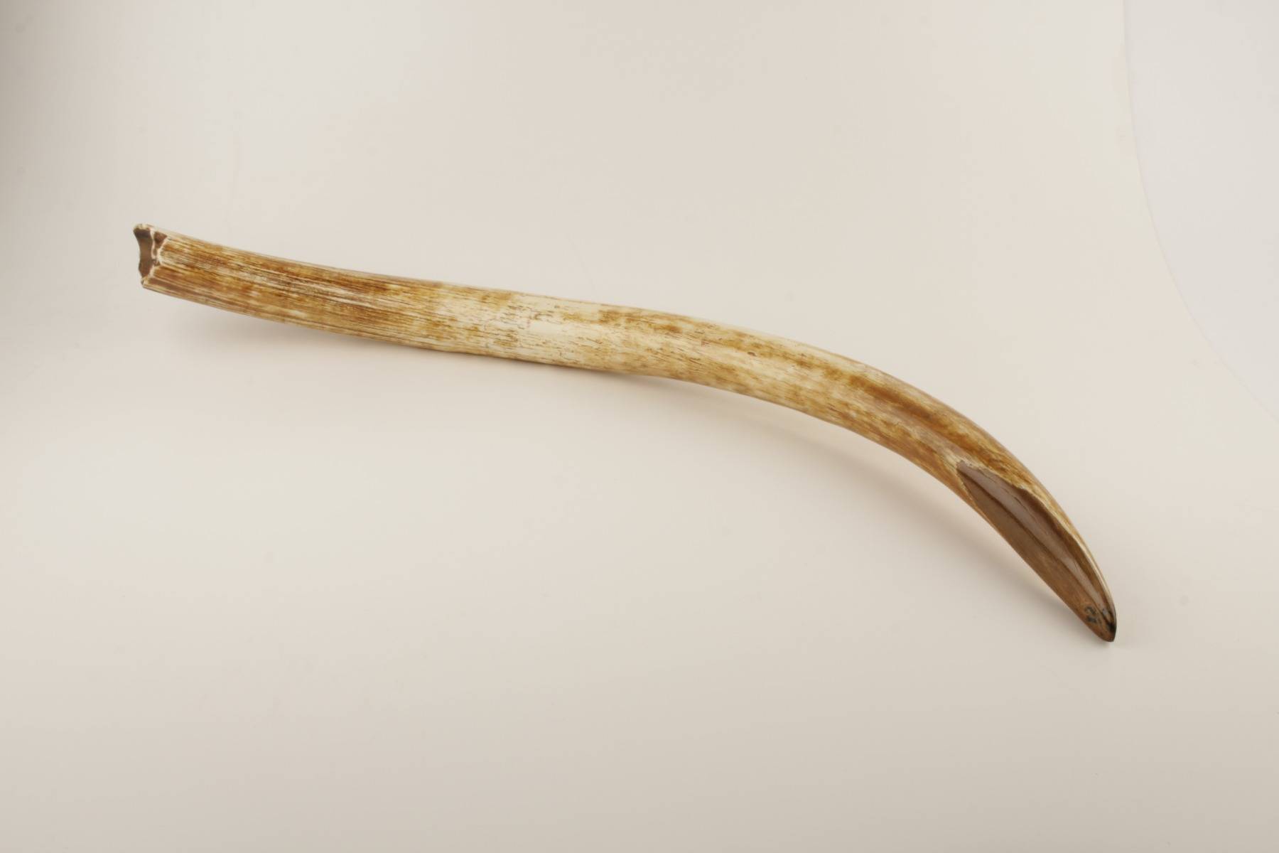 Natural woolly mammoth tusk