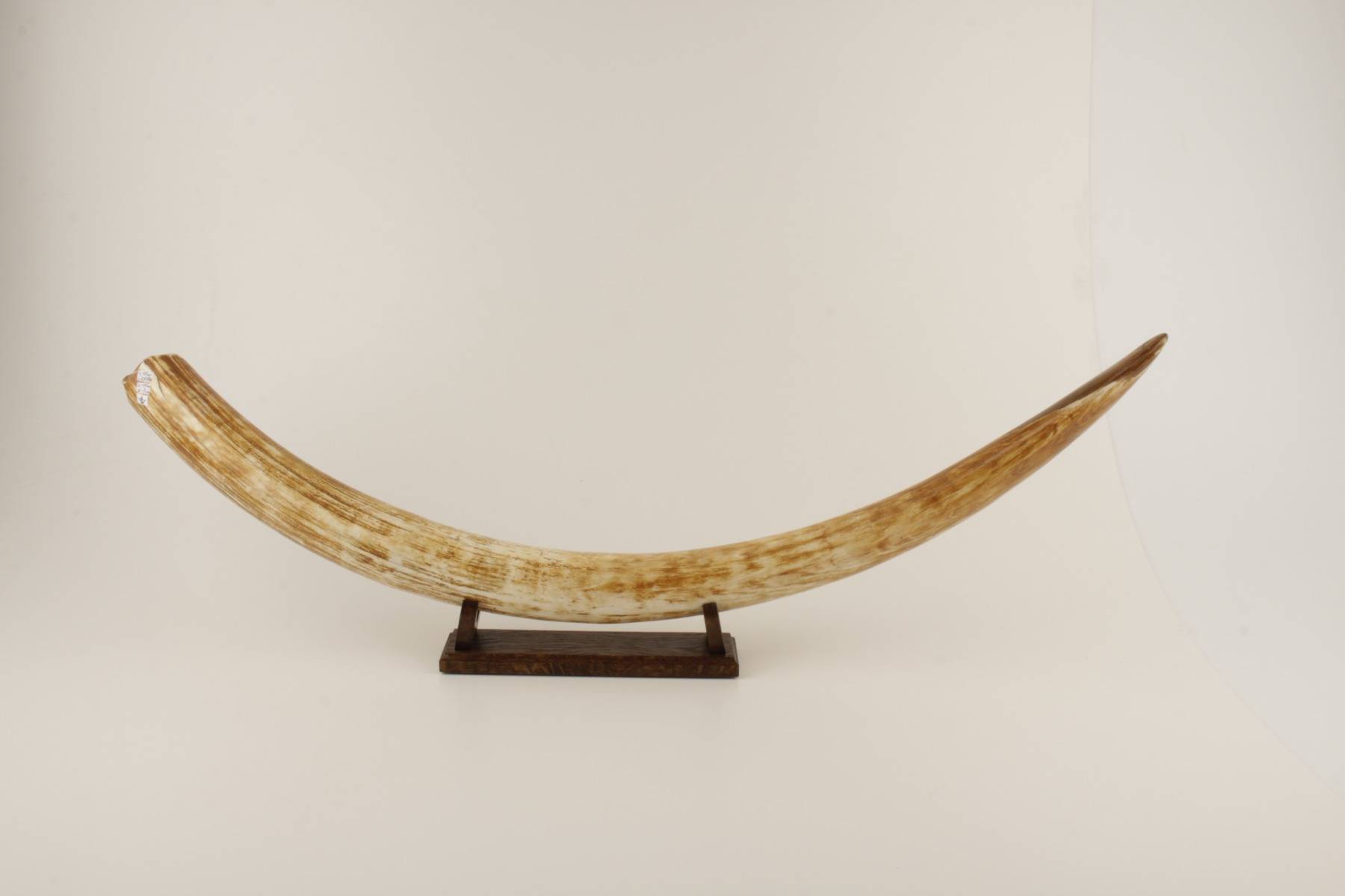 Natural woolly mammoth tusk