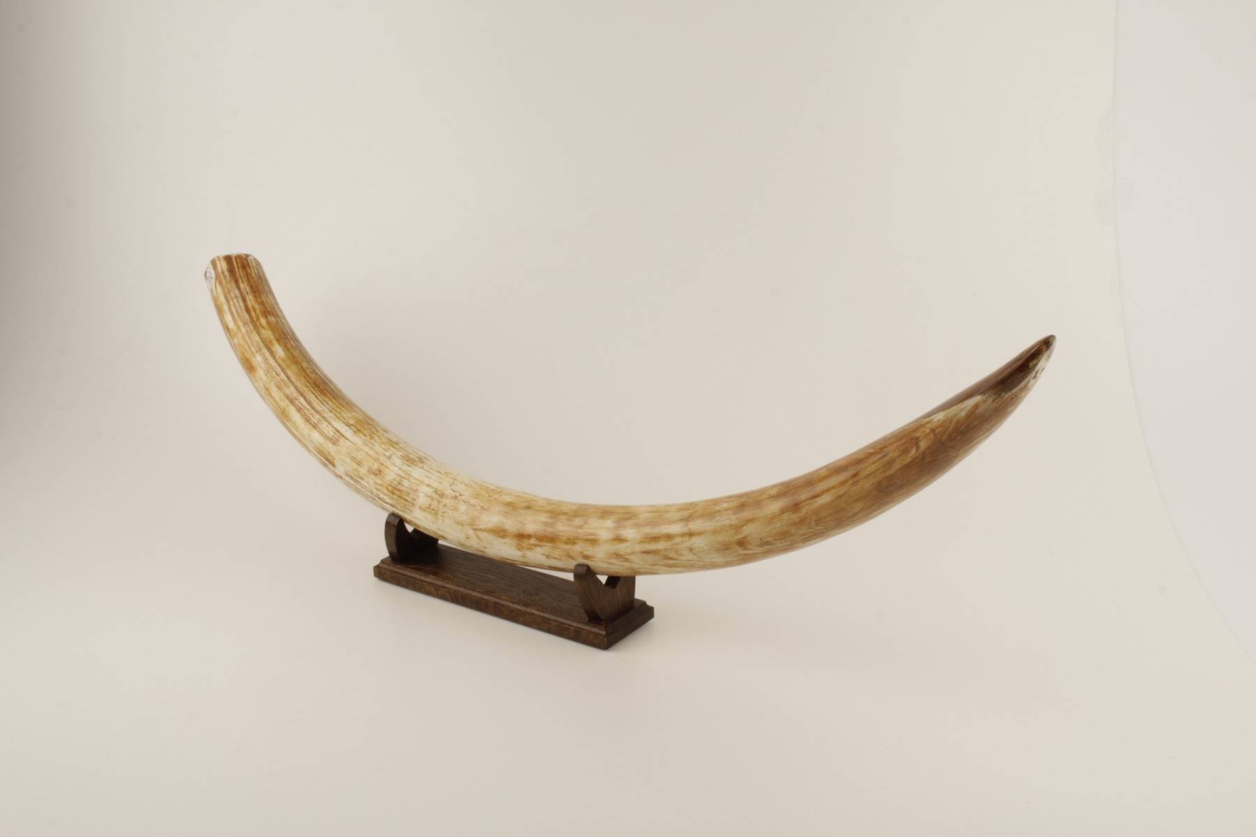 Natural woolly mammoth tusk