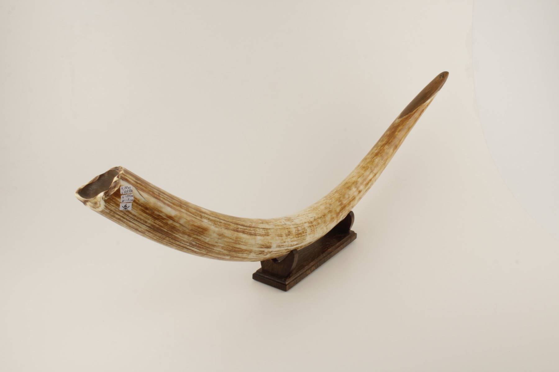 Natural woolly mammoth tusk