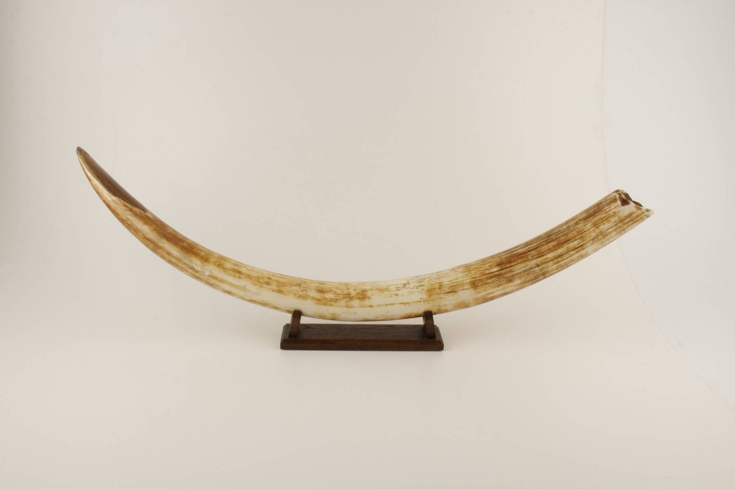 Natural woolly mammoth tusk