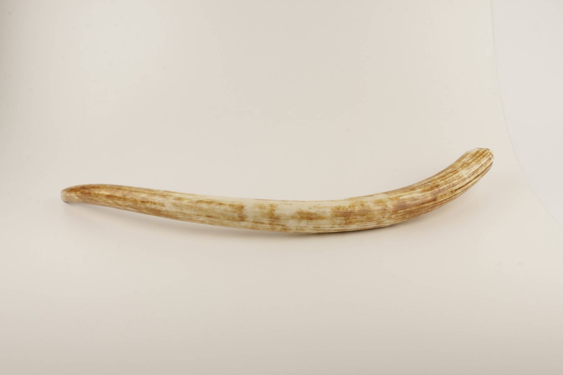 Natural woolly mammoth tusk