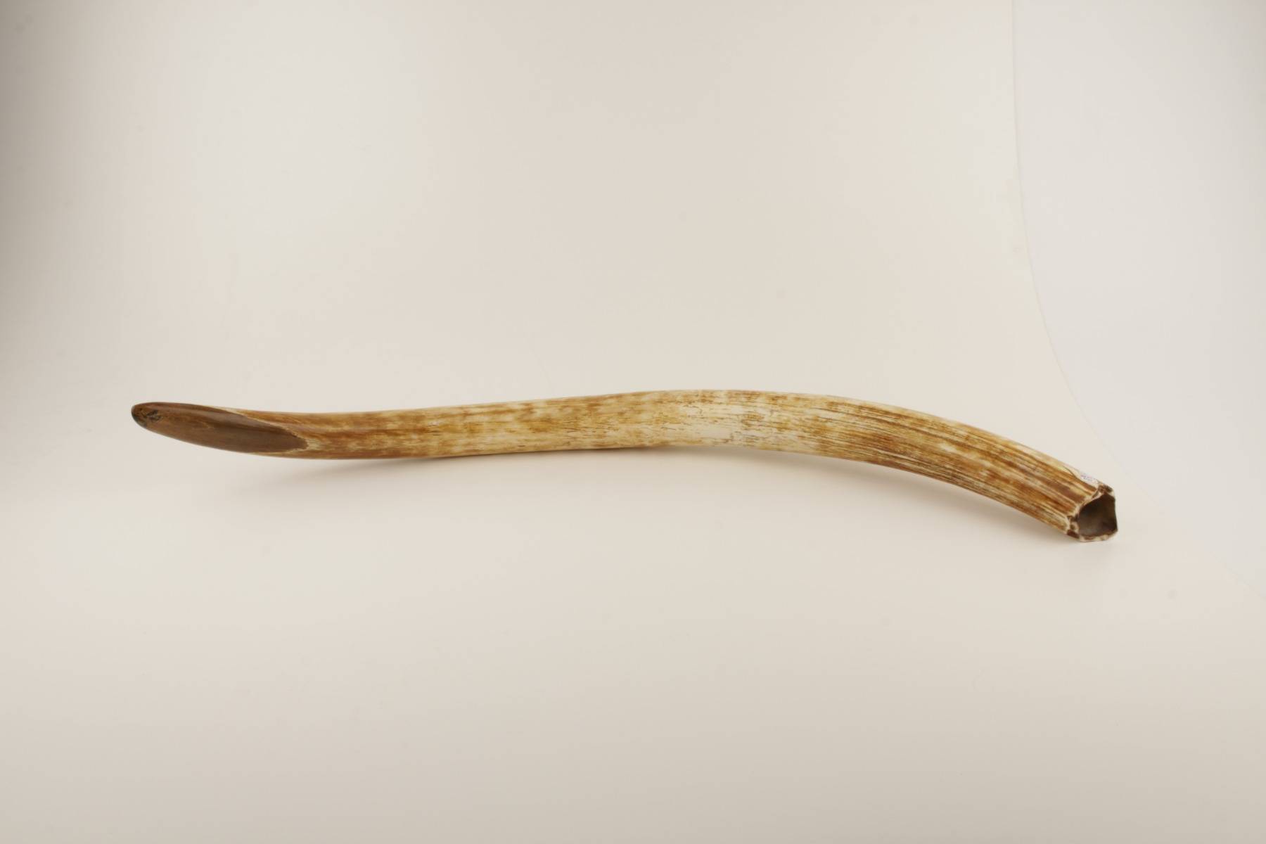 Natural woolly mammoth tusk