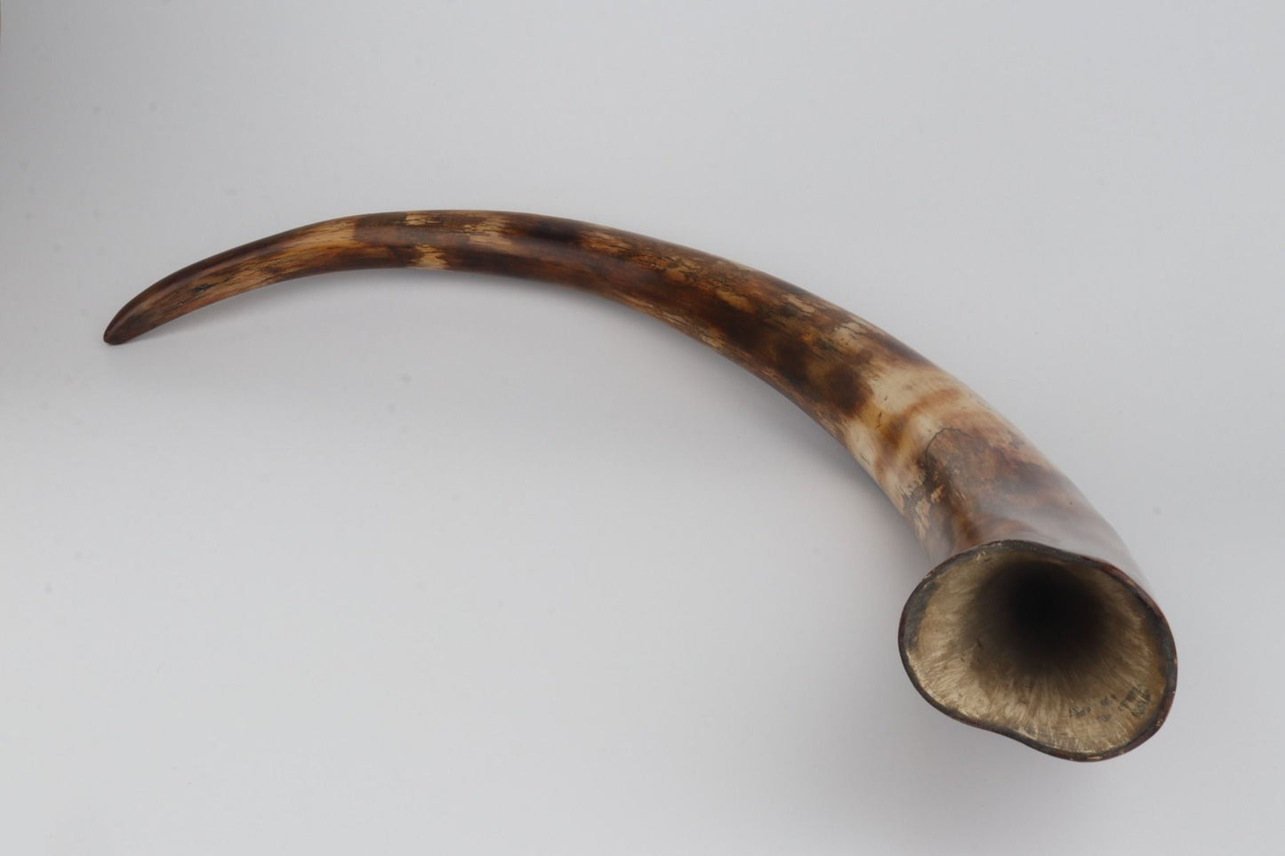 Restored woolly mammoth tusk