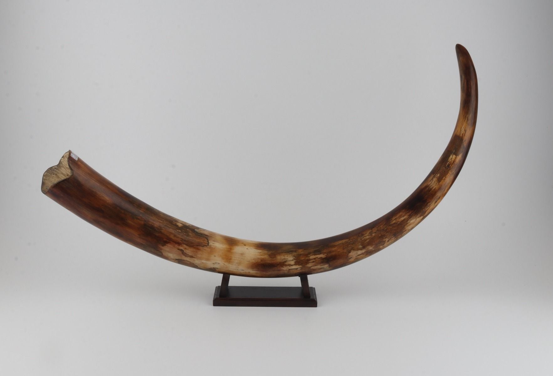 Restored woolly mammoth tusk