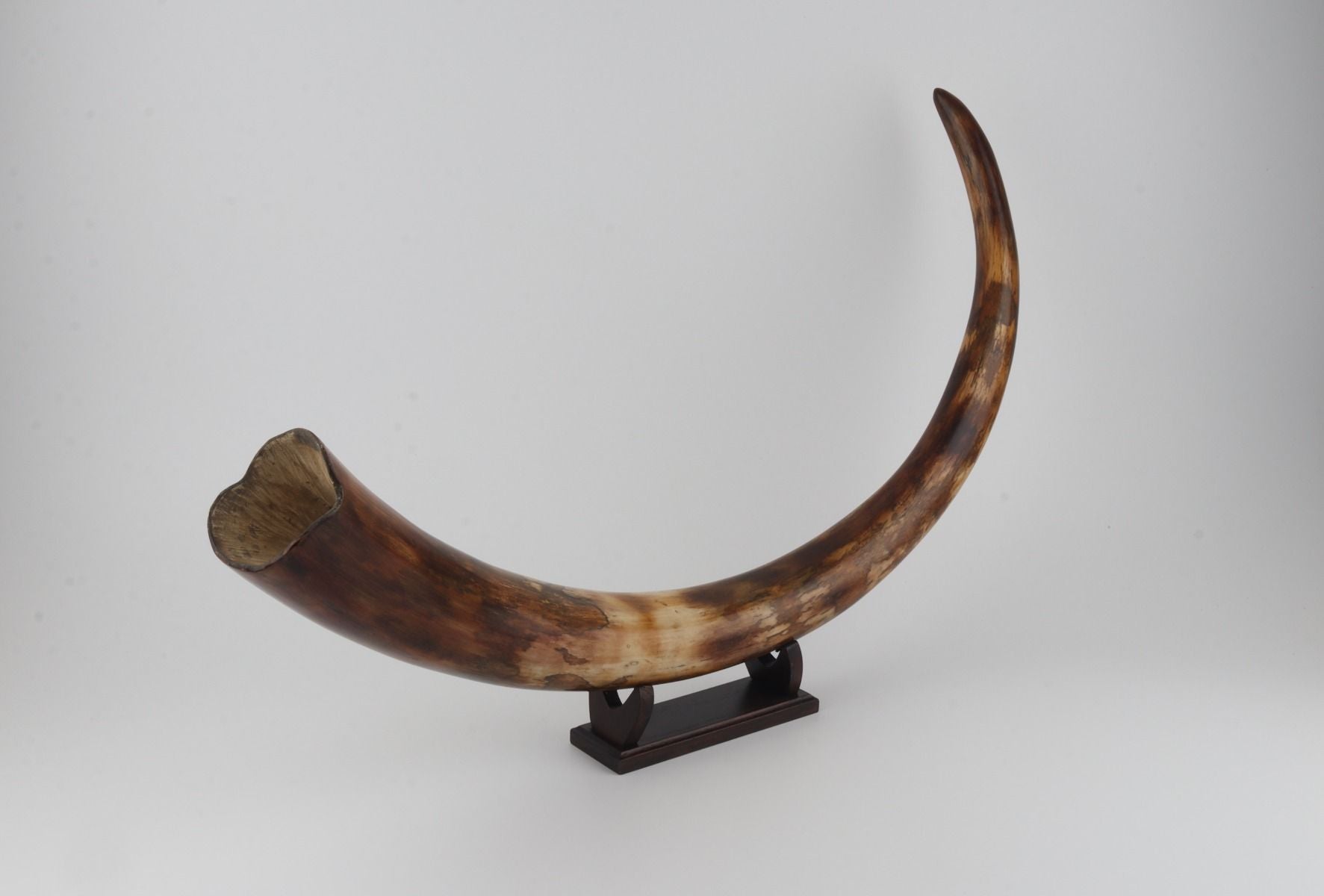 Restored woolly mammoth tusk