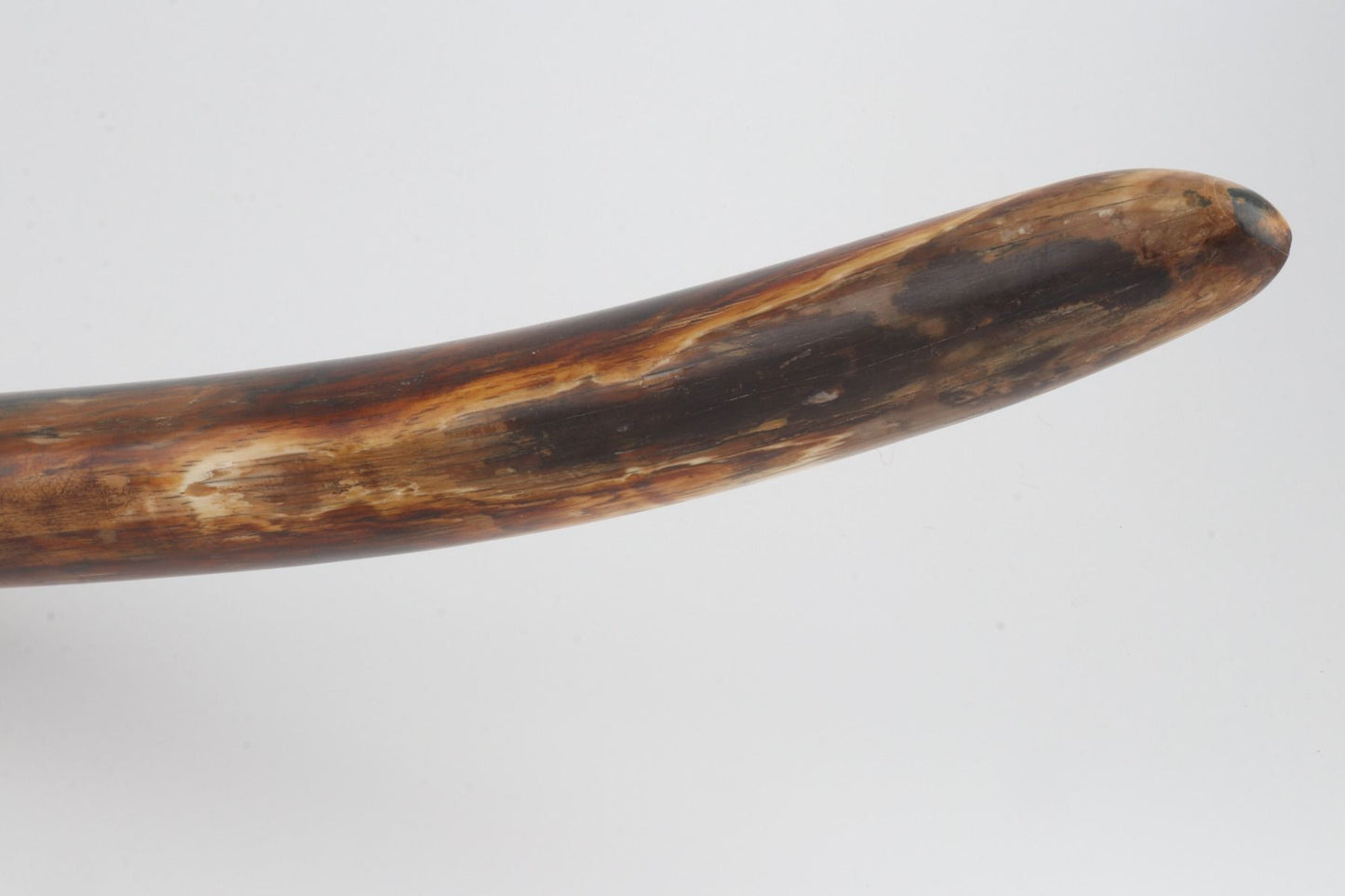 Natural woolly mammoth tusk