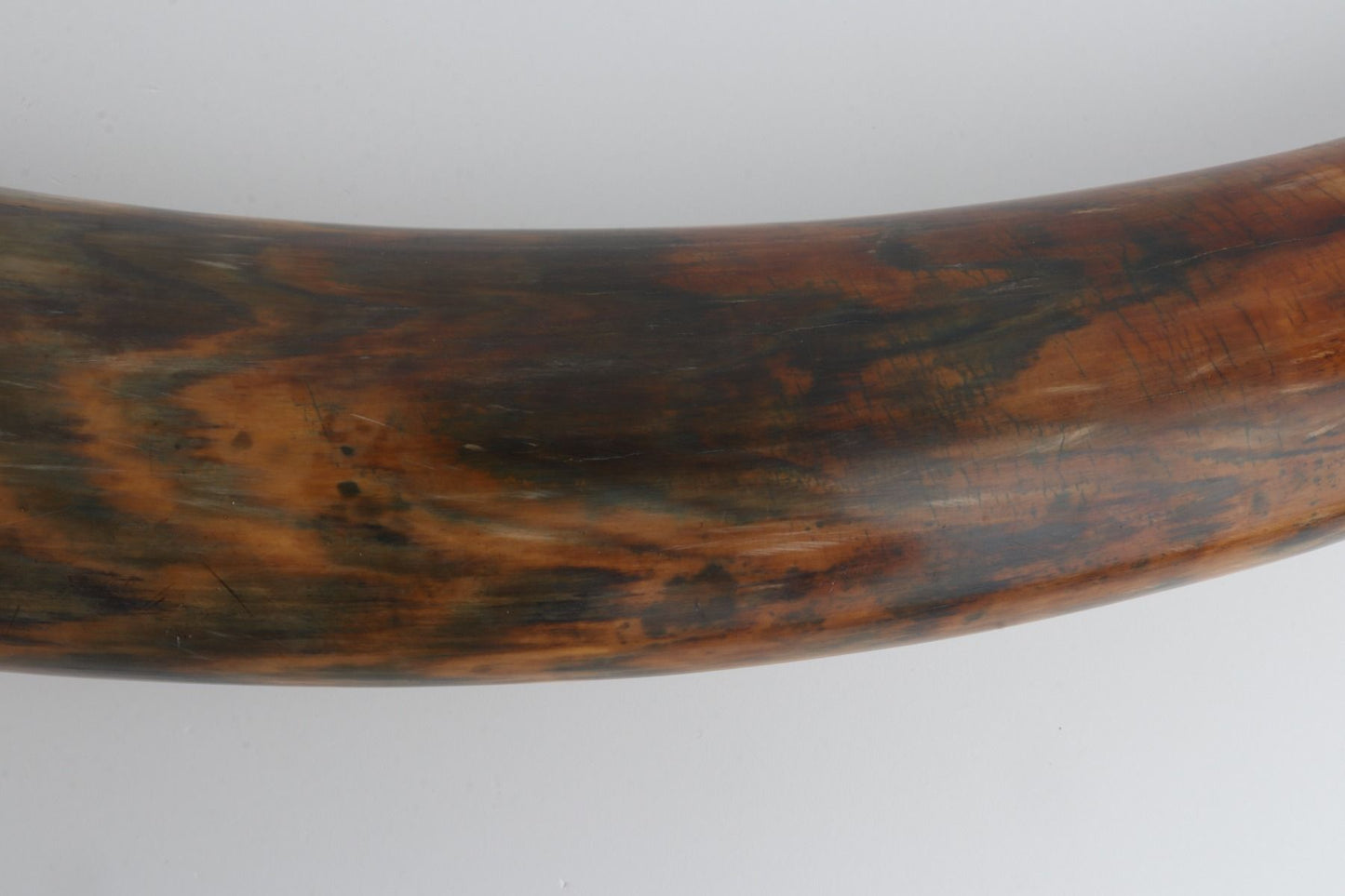 Natural woolly mammoth tusk