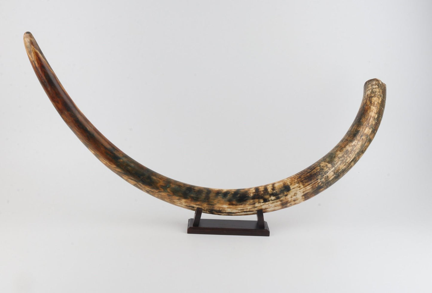 Natural woolly mammoth tusk