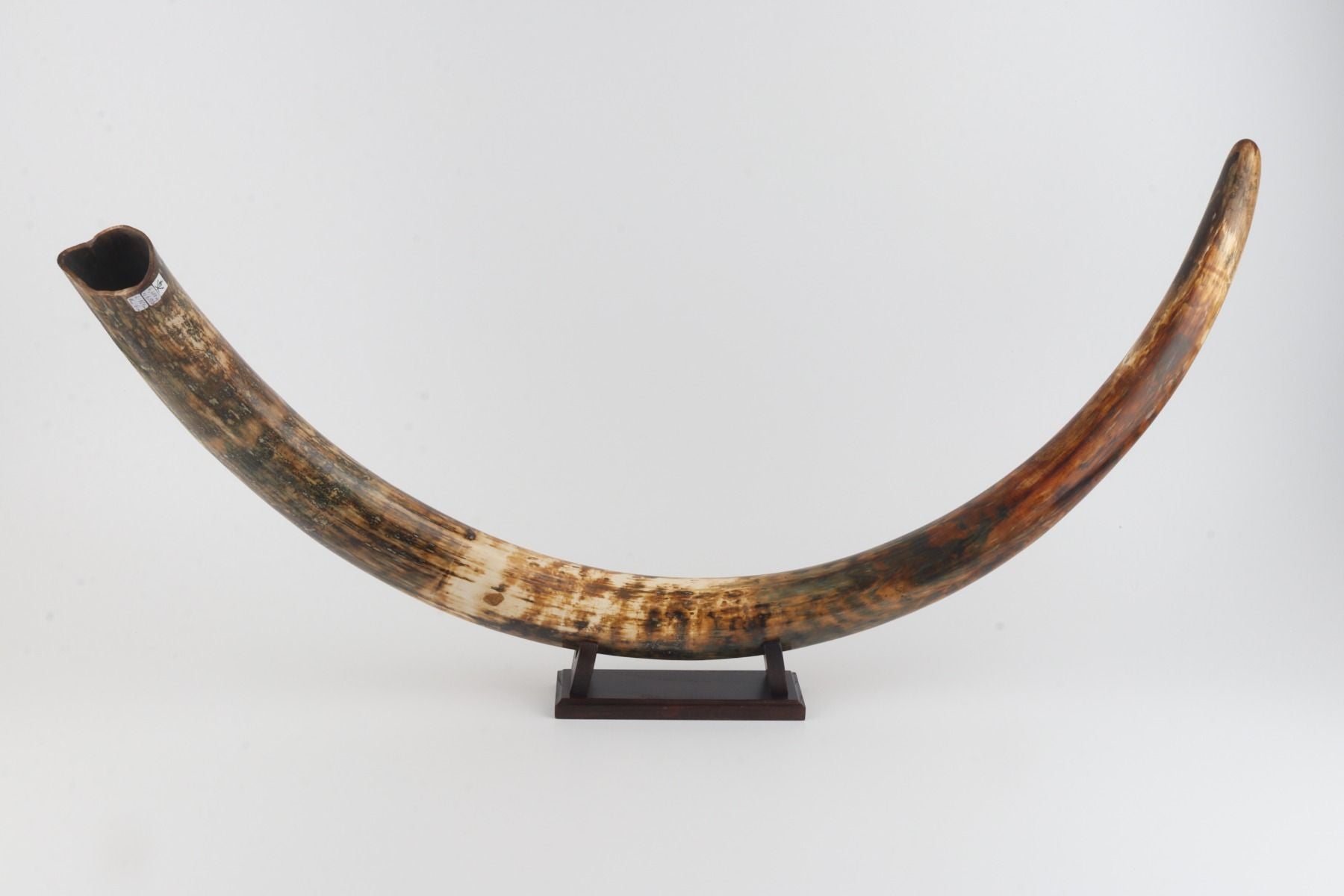 Natural woolly mammoth tusk