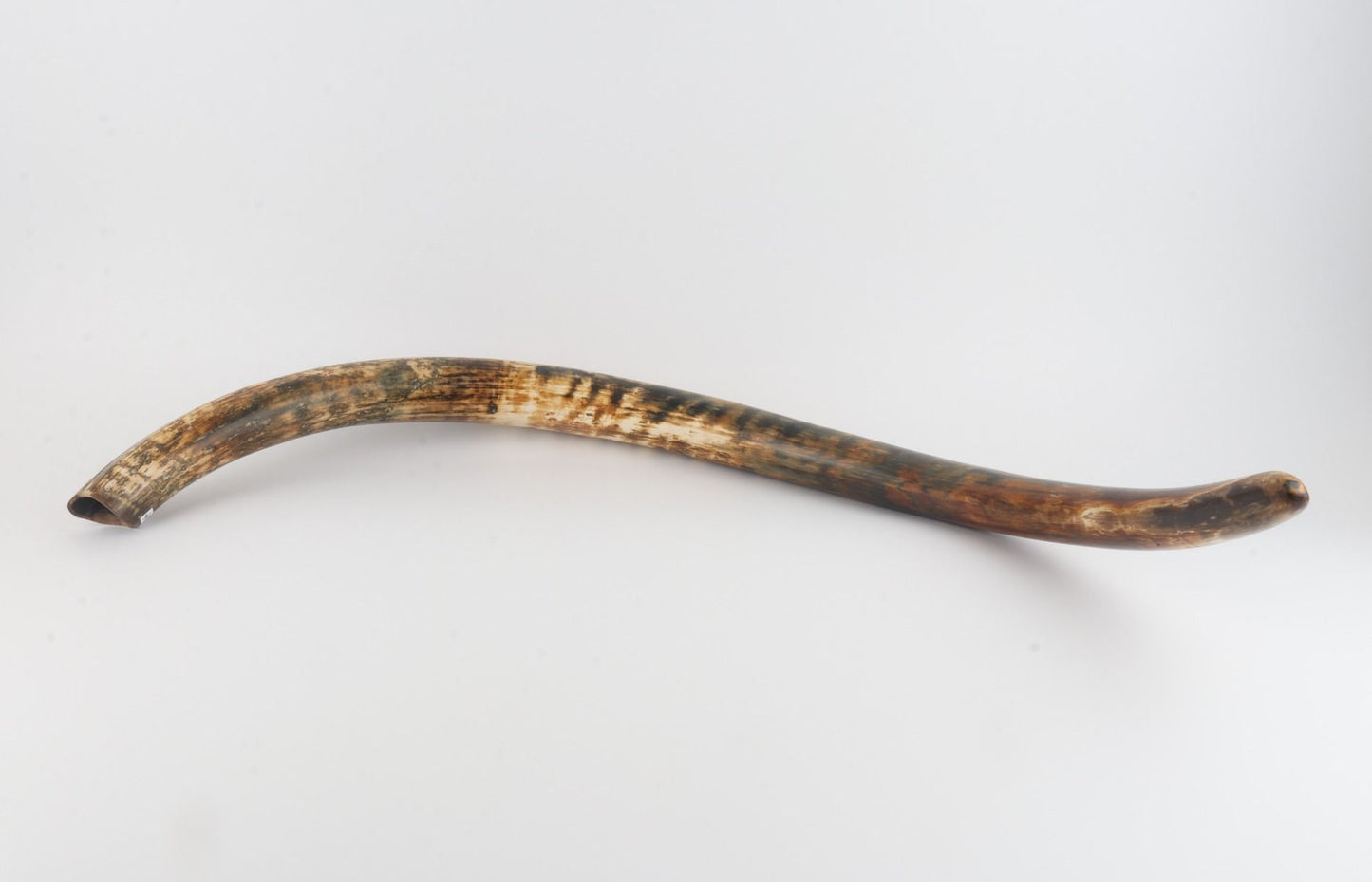Natural woolly mammoth tusk