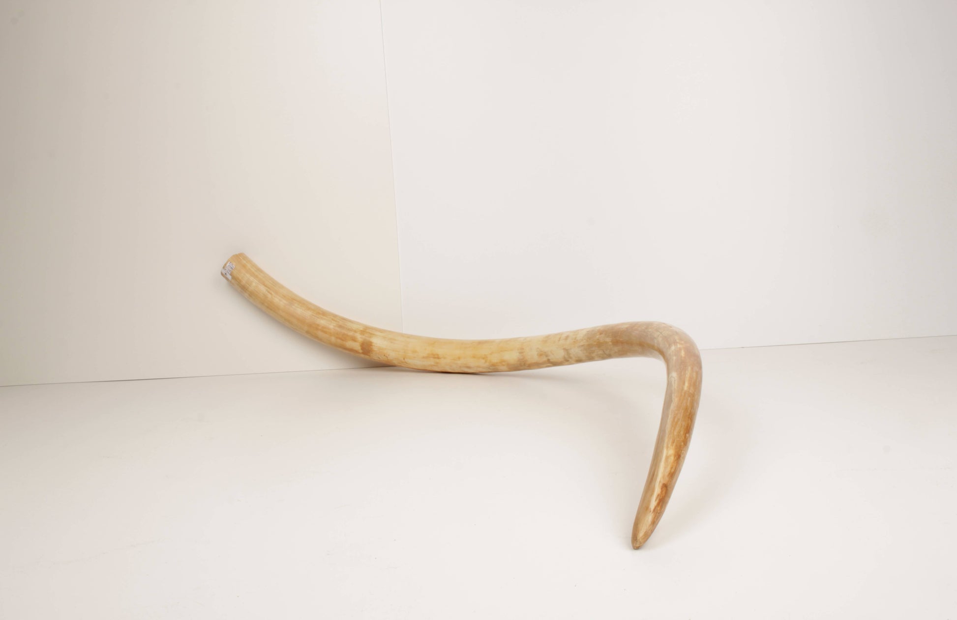 Natural woolly mammoth tusk