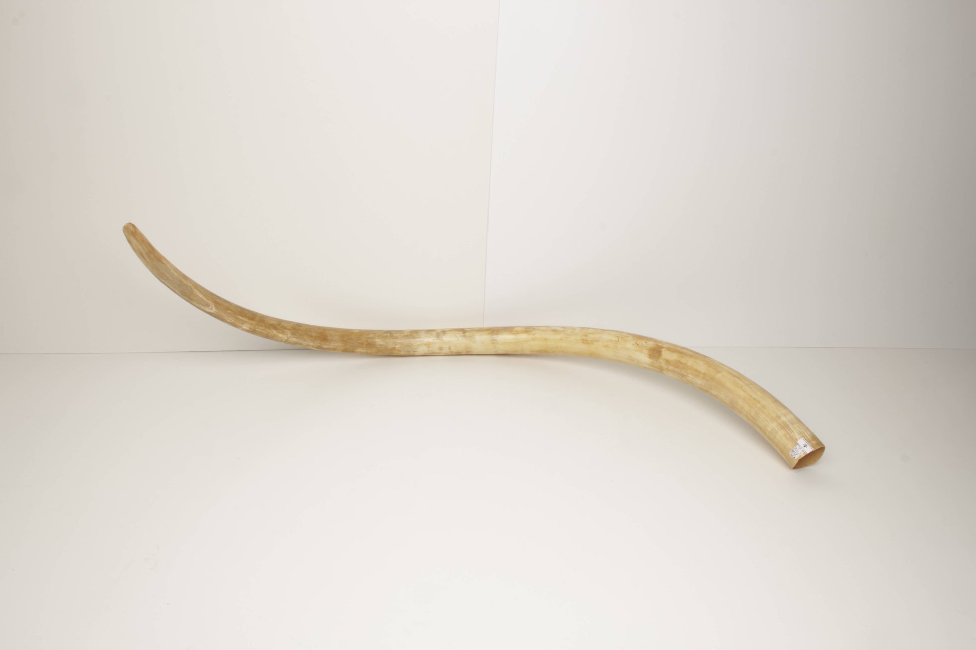 Natural woolly mammoth tusk