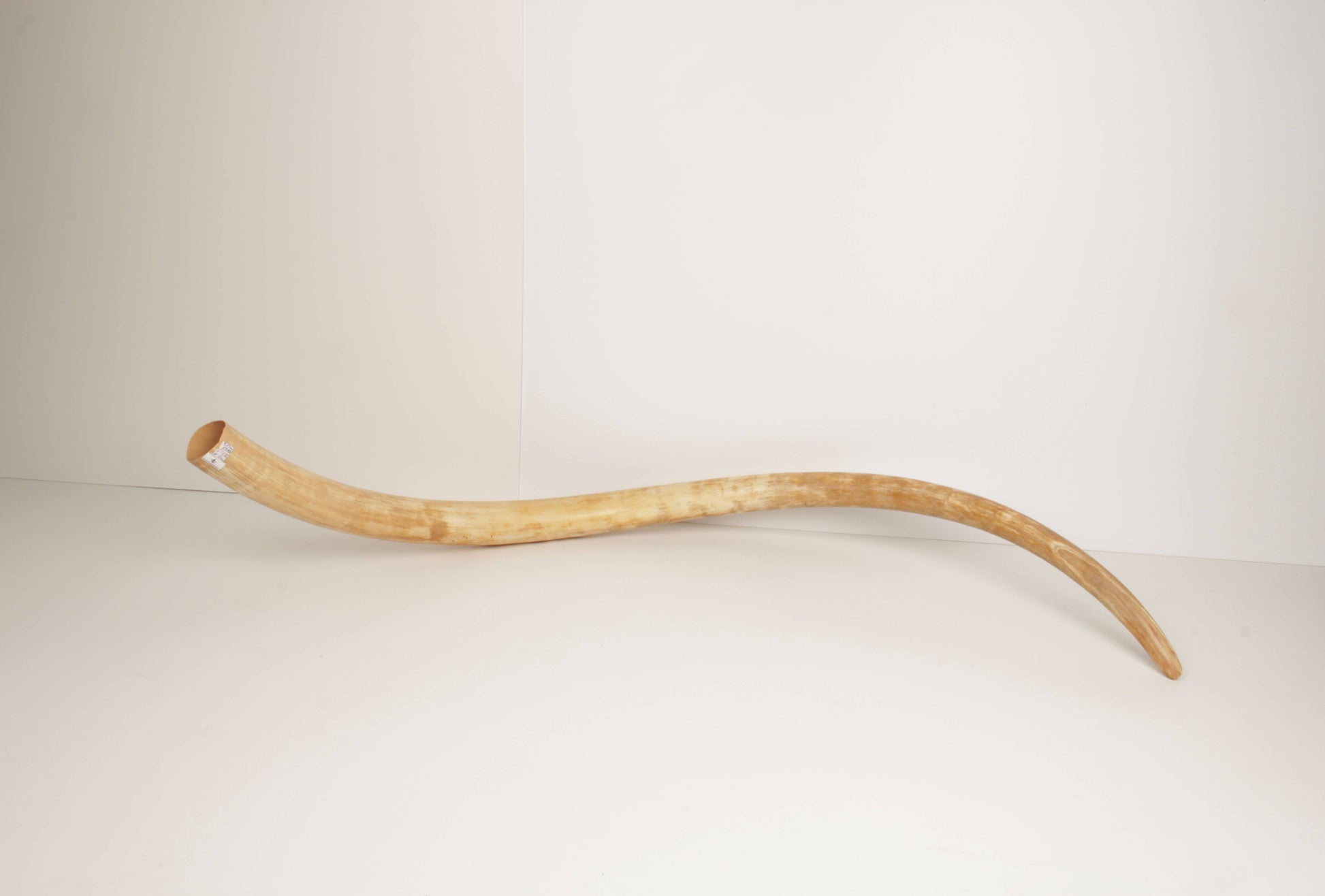 Natural woolly mammoth tusk