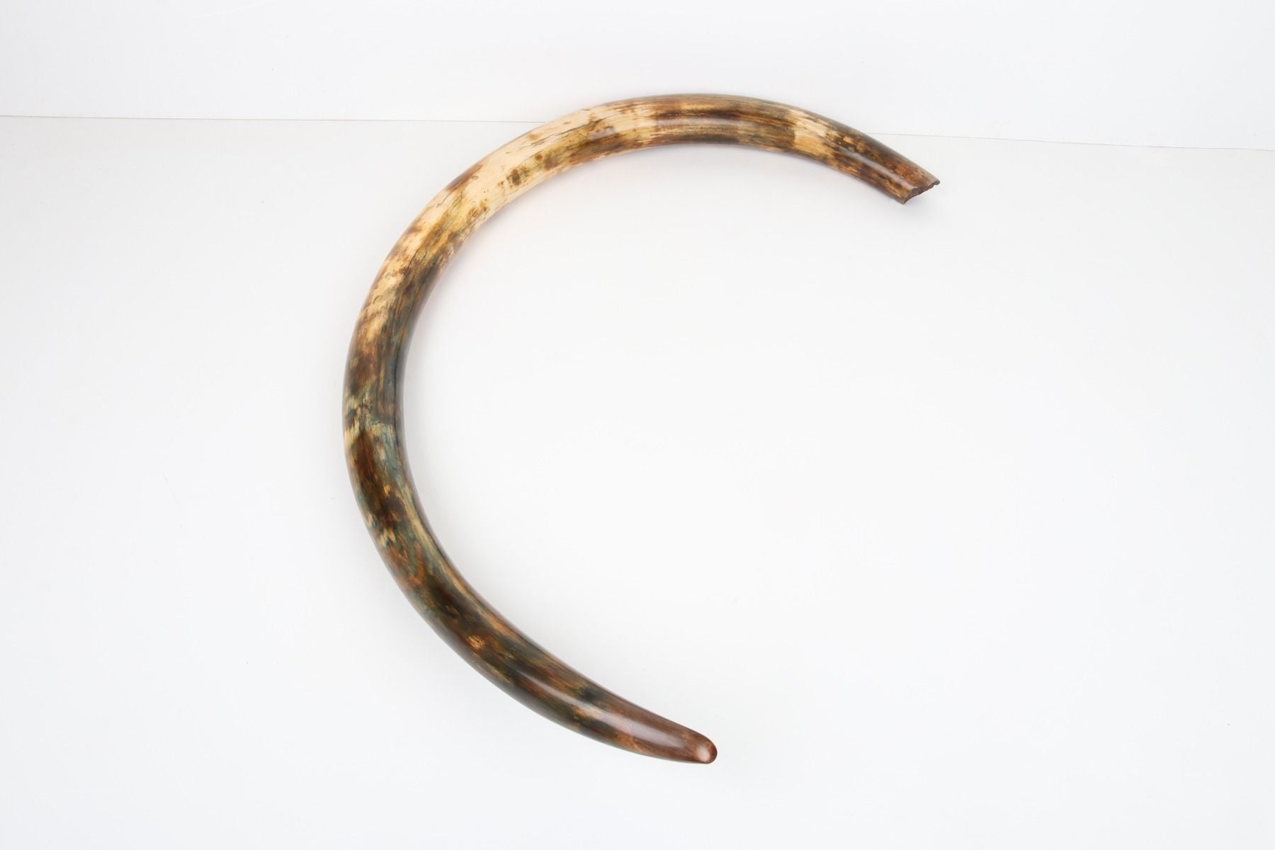 Restored woolly mammoth tusk