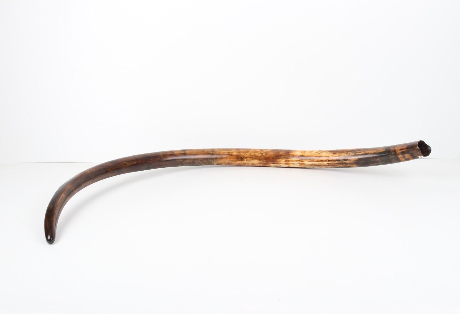 Restored woolly mammoth tusk