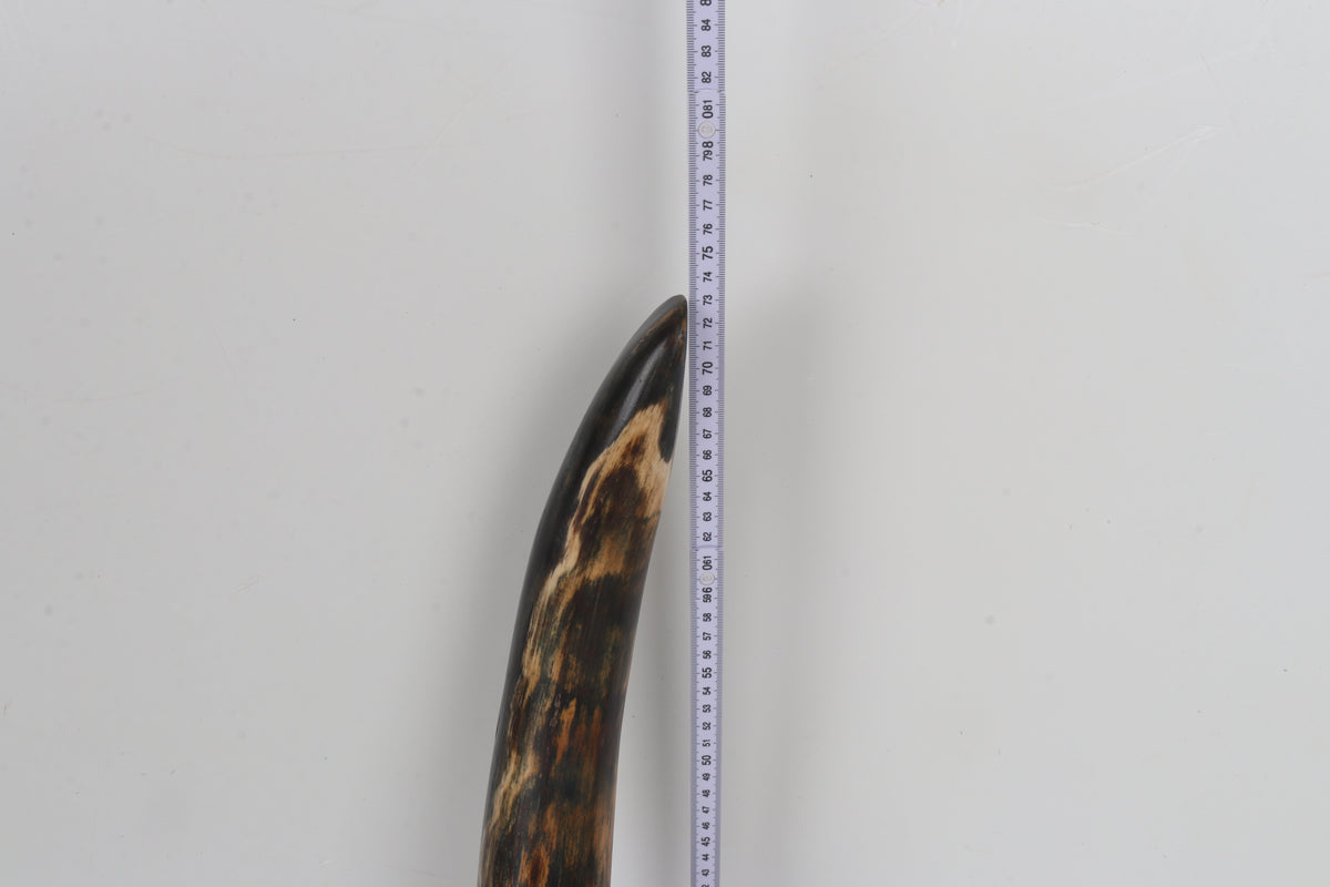 Restored Siberian Woolly Mammoth Tusk