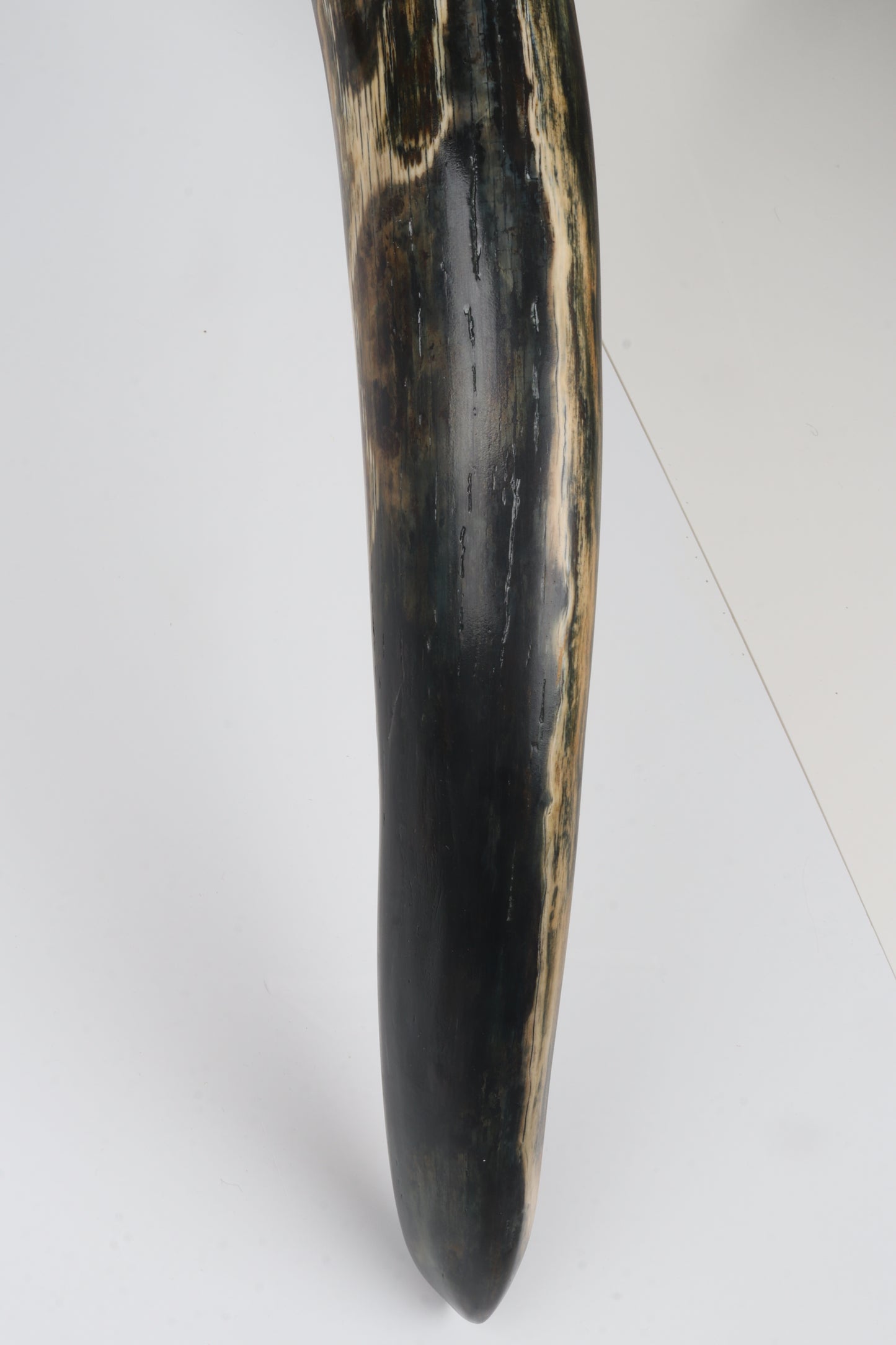 Restored Siberian Woolly Mammoth Tusk