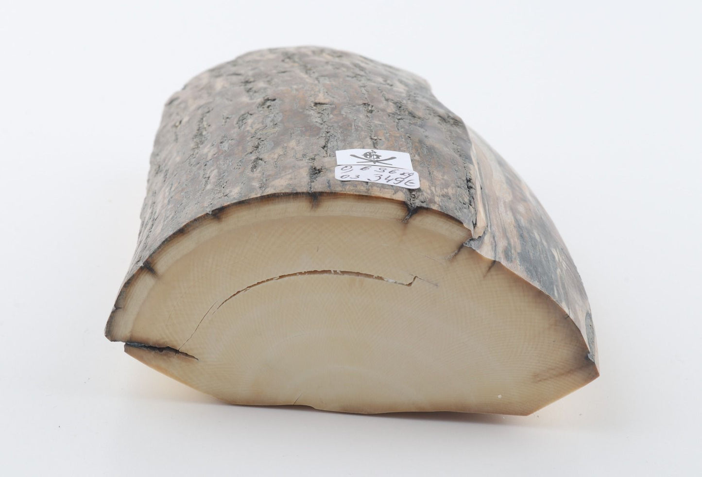 Natural woolly mammoth ivory piece