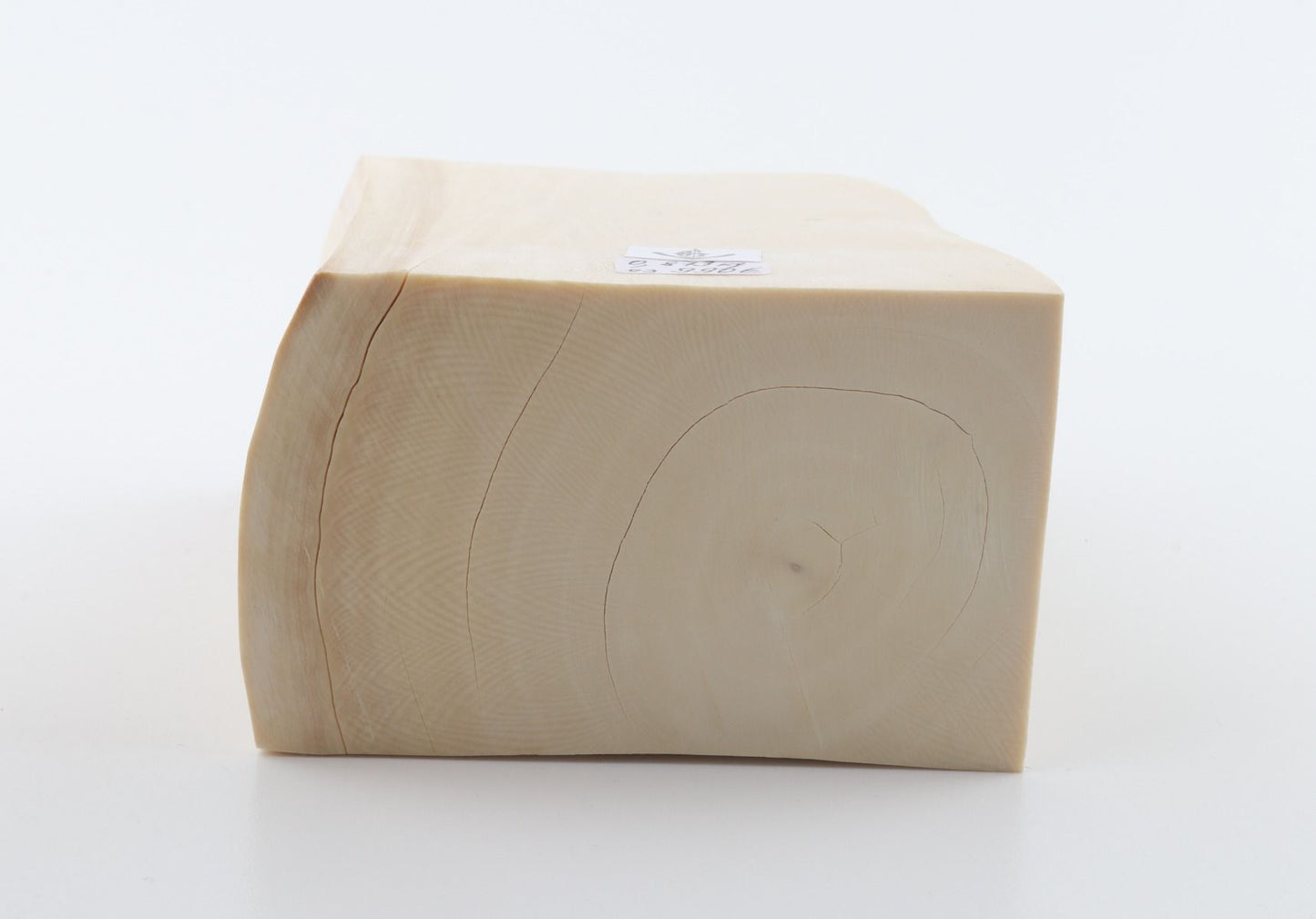 White mammoth ivory segment