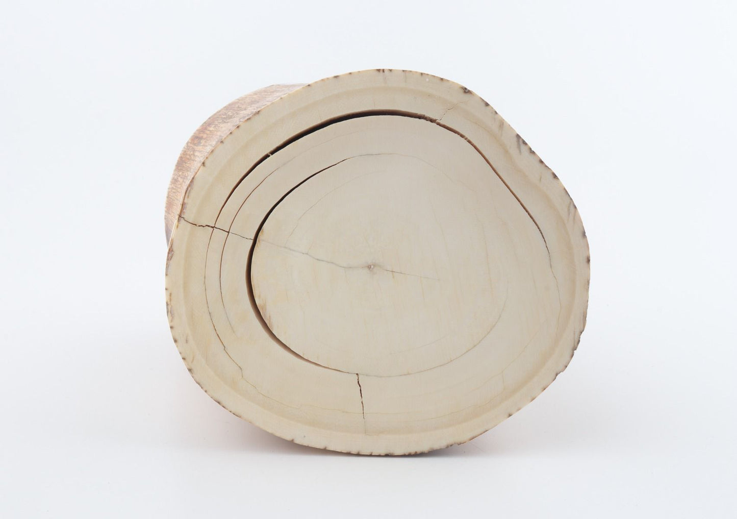 Round mammoth tusk piece
