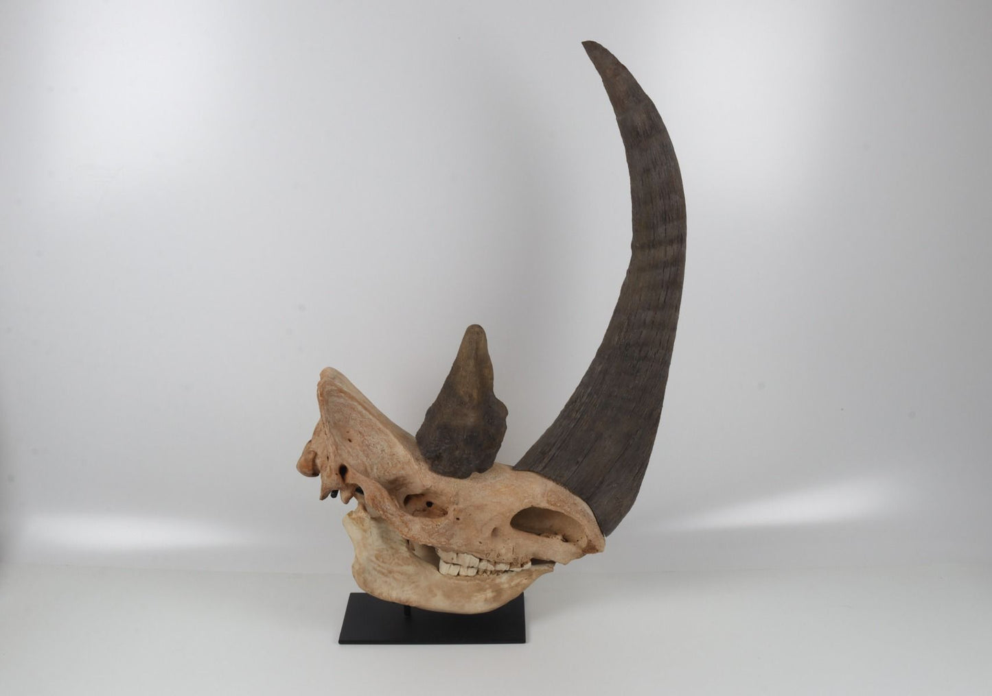 Natural woolly rhinoceros skull
