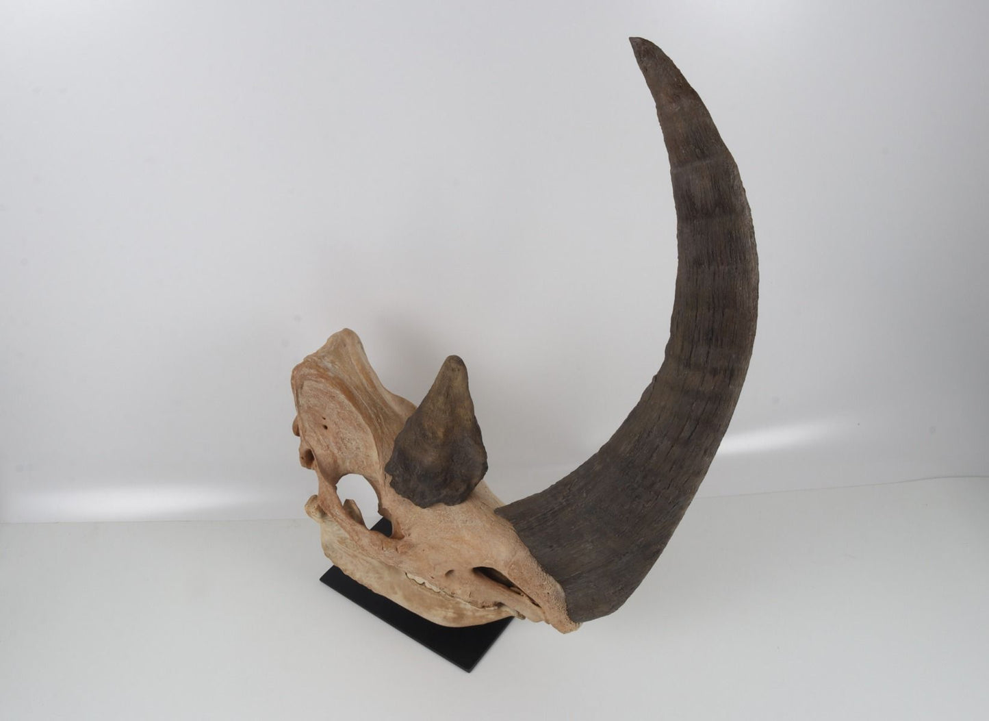 Natural woolly rhinoceros skull