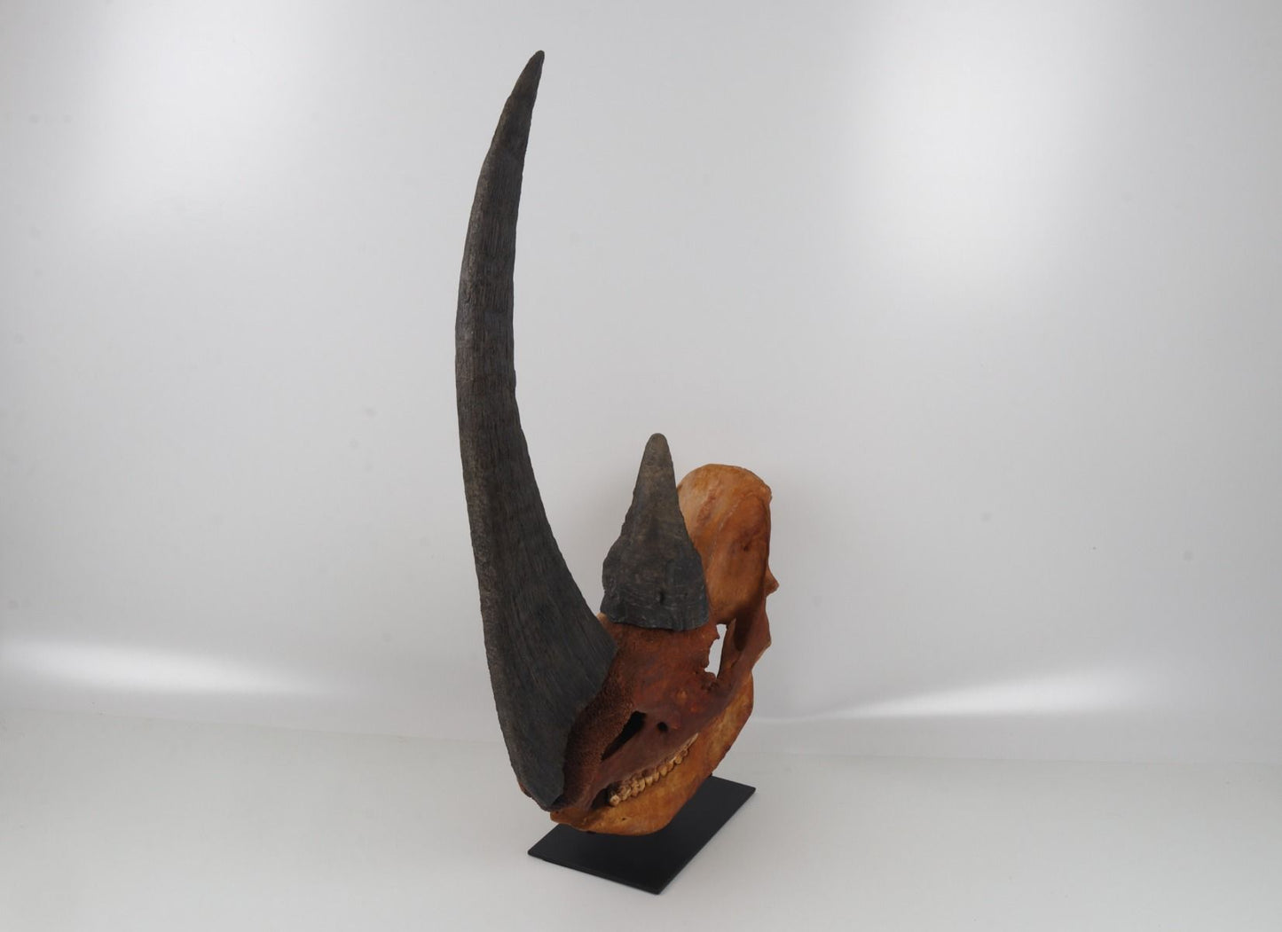 Natural woolly rhinoceros skull